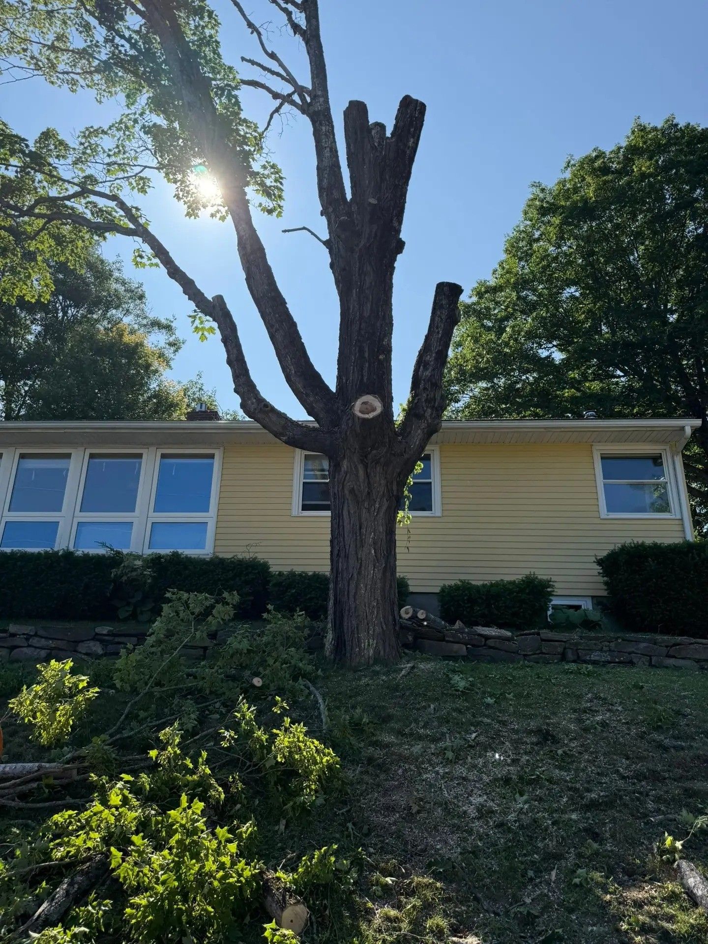 A tall tree with many trimmed branches in front of a yellow house with blue windows on a sunny day.
