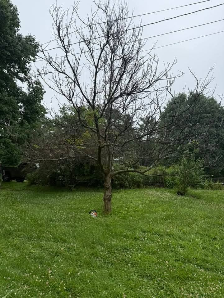 Bare tree in a grassy yard, with power lines in the background under an overcast sky.