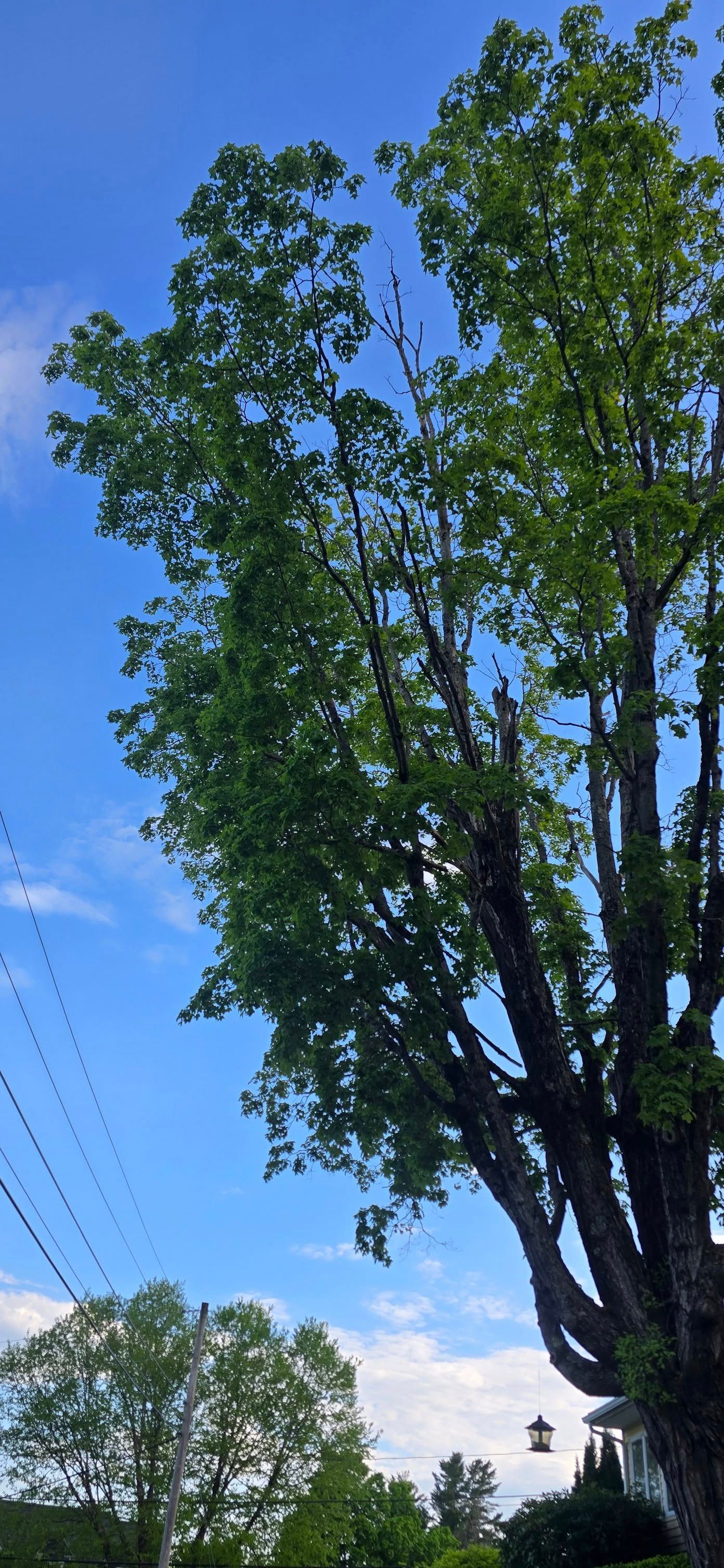 Tall green tree against a bright blue sky with wisps of clouds. Power lines visible.