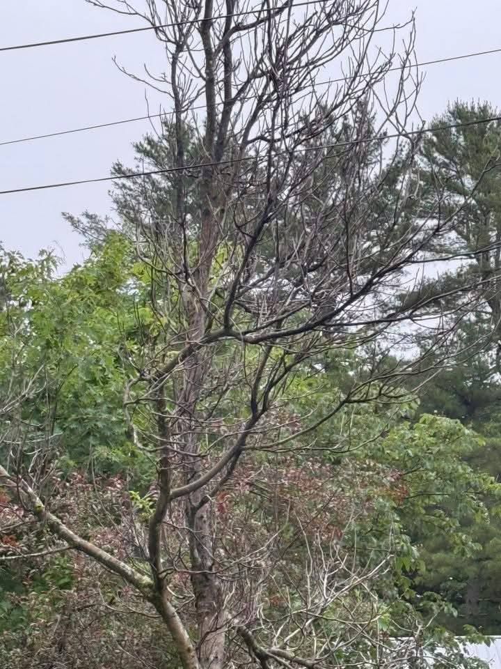 Bare-branched tree with dead leaves, surrounded by green trees under a cloudy sky.