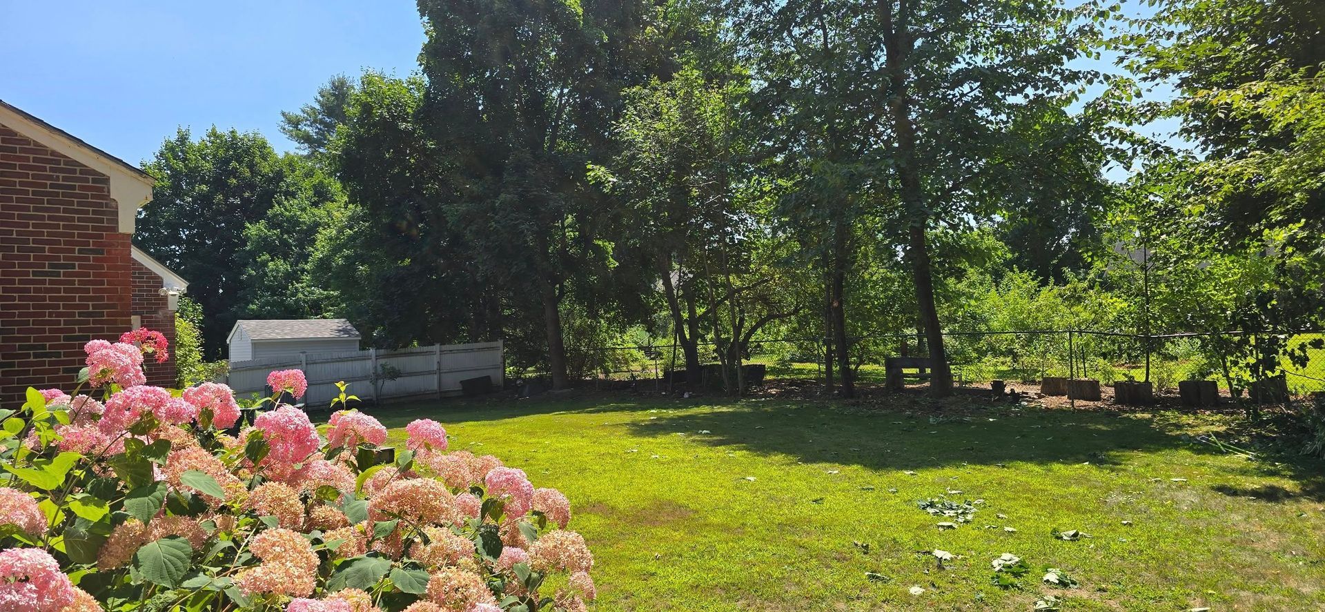 Pink hydrangea in a lush green yard with a brick building and trees under a clear blue sky.