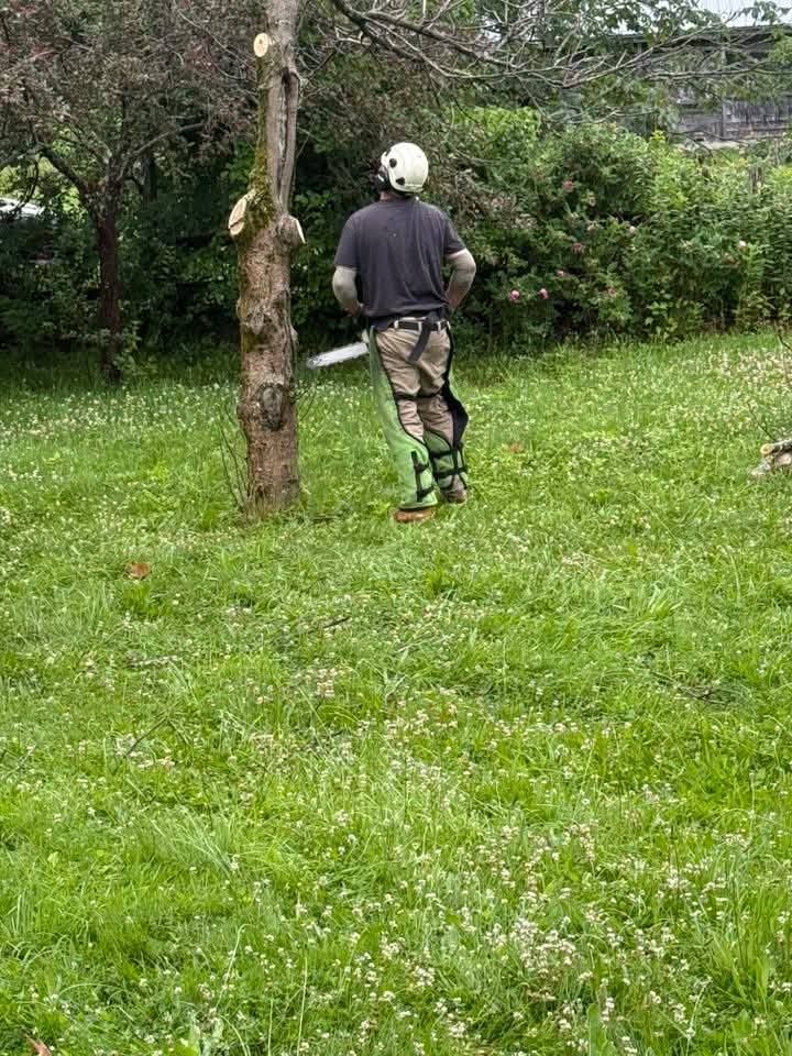 Person with chainsaw cutting a tree trunk in a grassy yard, wearing protective gear.
