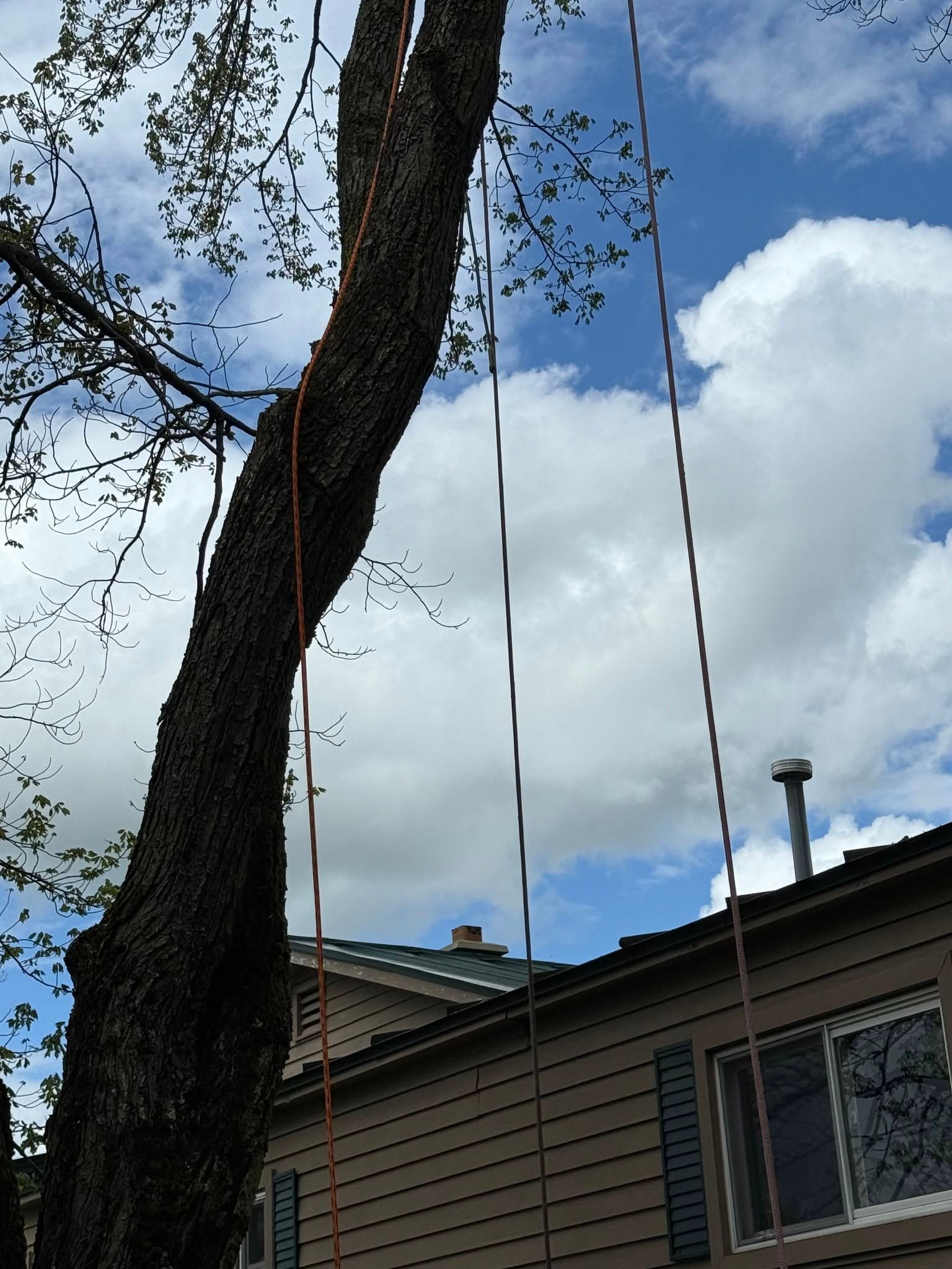 Tree with ropes hanging down, likely for tree trimming or climbing. House and cloudy sky in background.