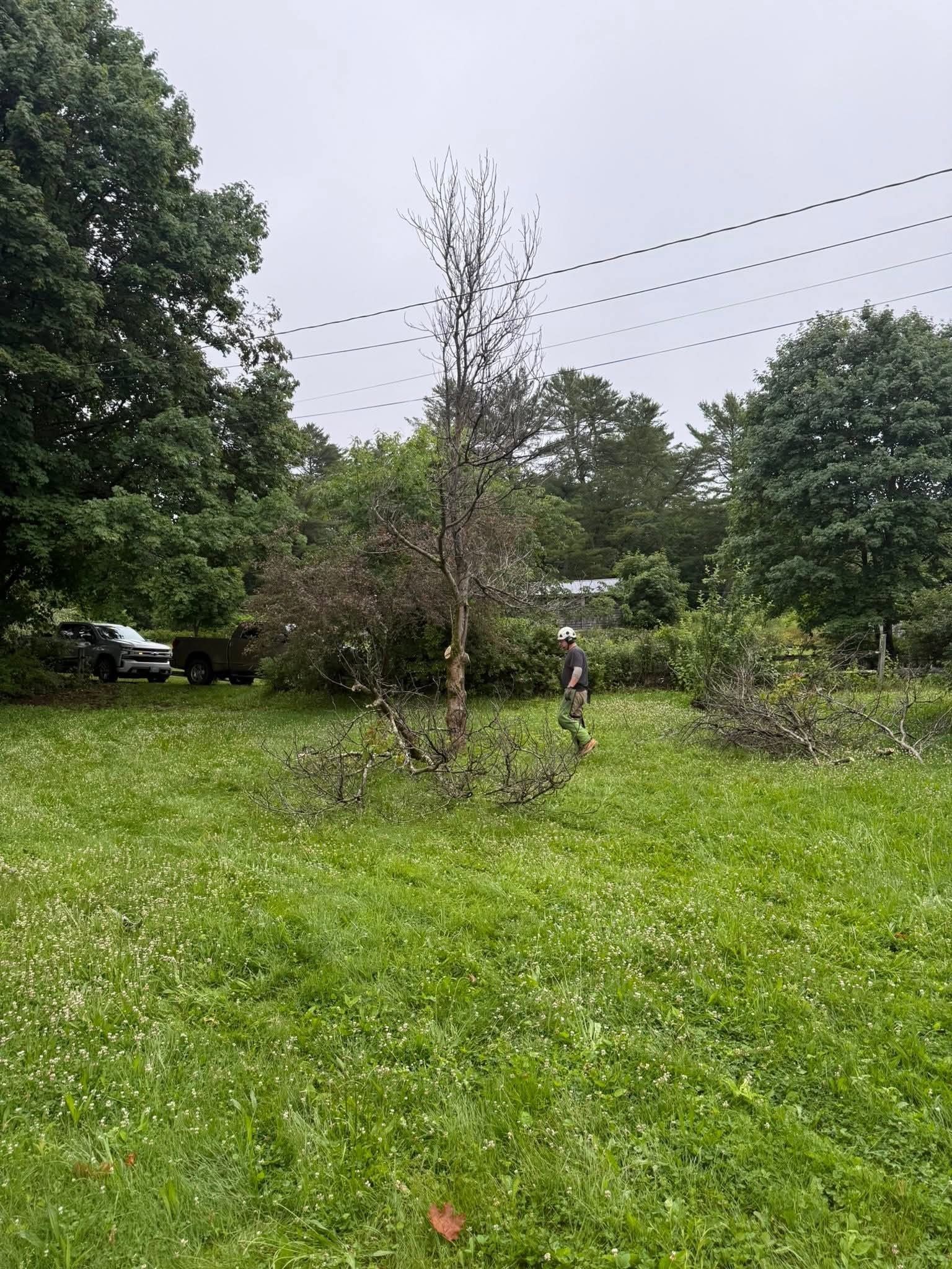 A small tree with bare branches stands in a green yard, near a person and parked truck.