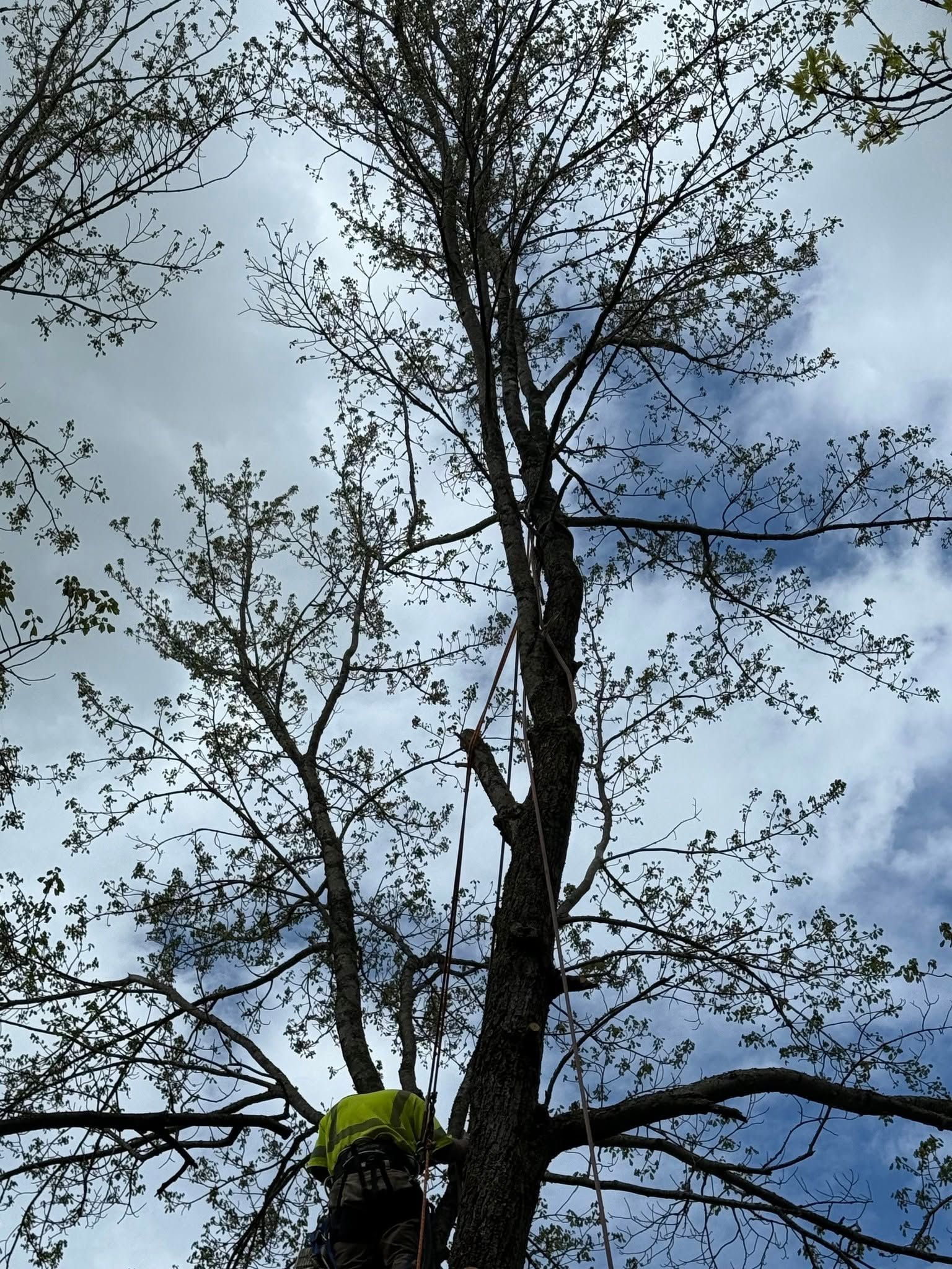 A tall tree with a climbing harness. The sky is visible through the branches, cloudy.