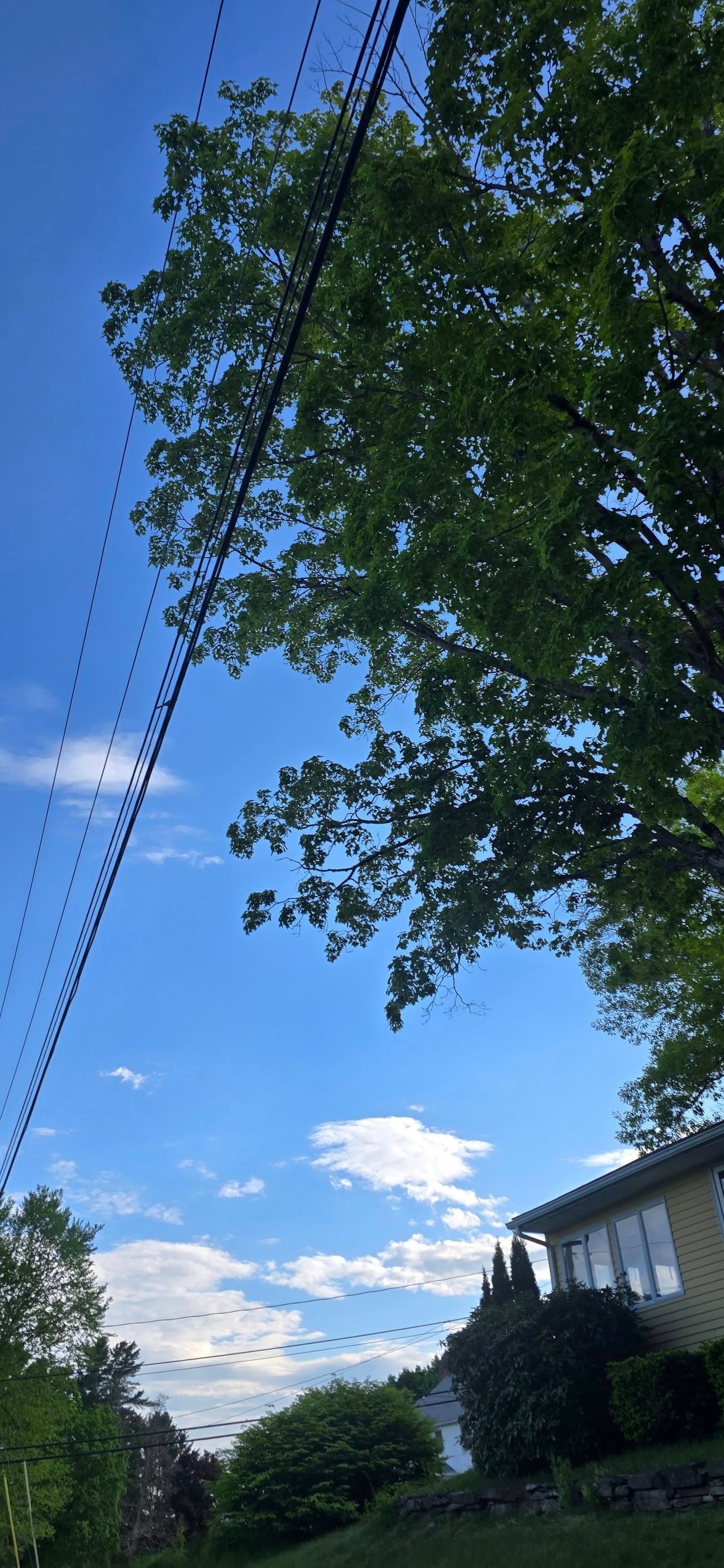 Blue sky, lush green tree, power lines, and a light-colored house.