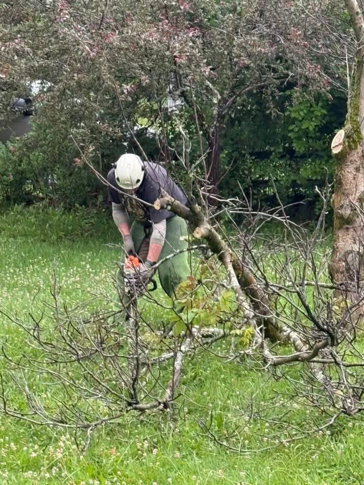 Person cutting tree branches with a chainsaw in a grassy yard.