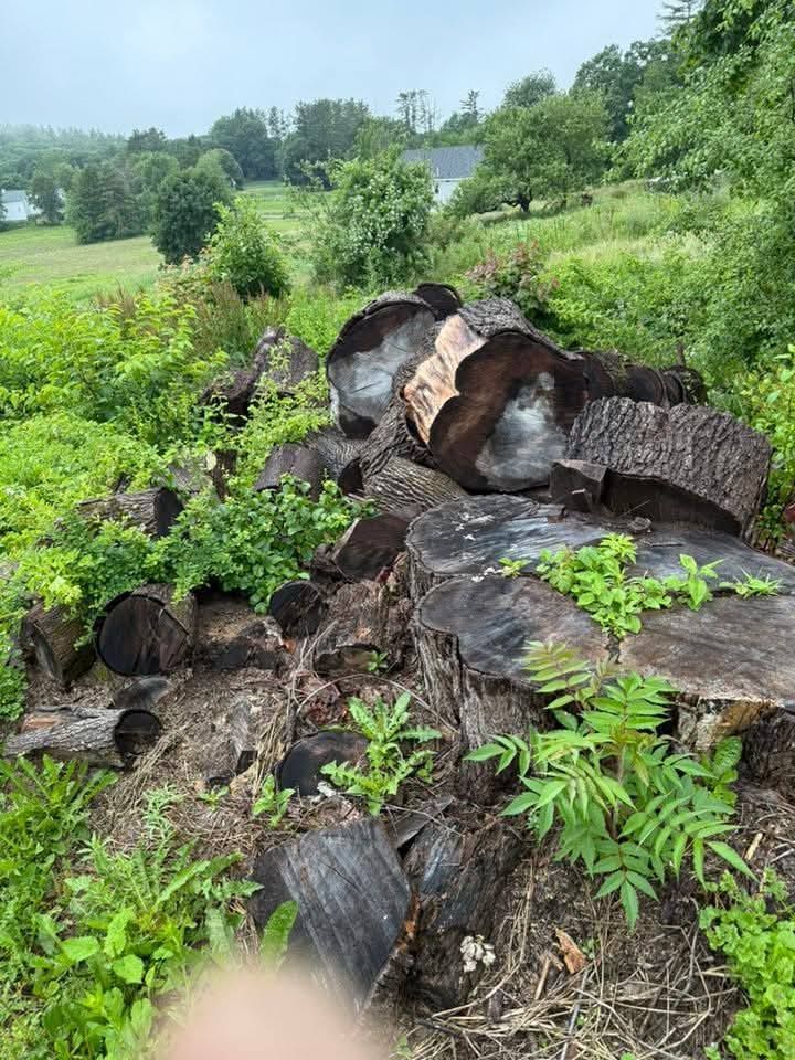Pile of cut tree stumps on a grassy hillside. Overcast sky and foliage in the background.