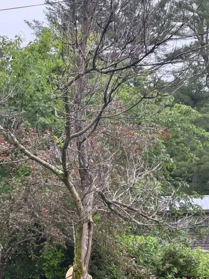Partially bare tree with brown and red leaves against a backdrop of green foliage.