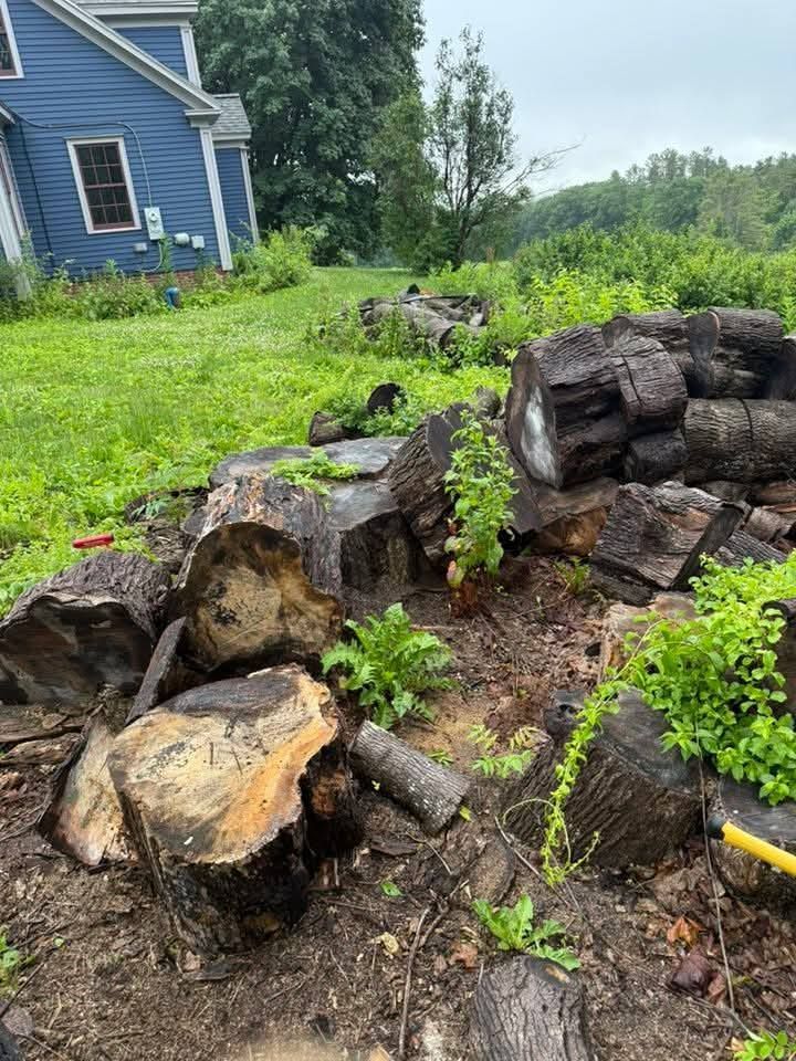Pile of cut logs in a grassy yard, with a blue house in the background.