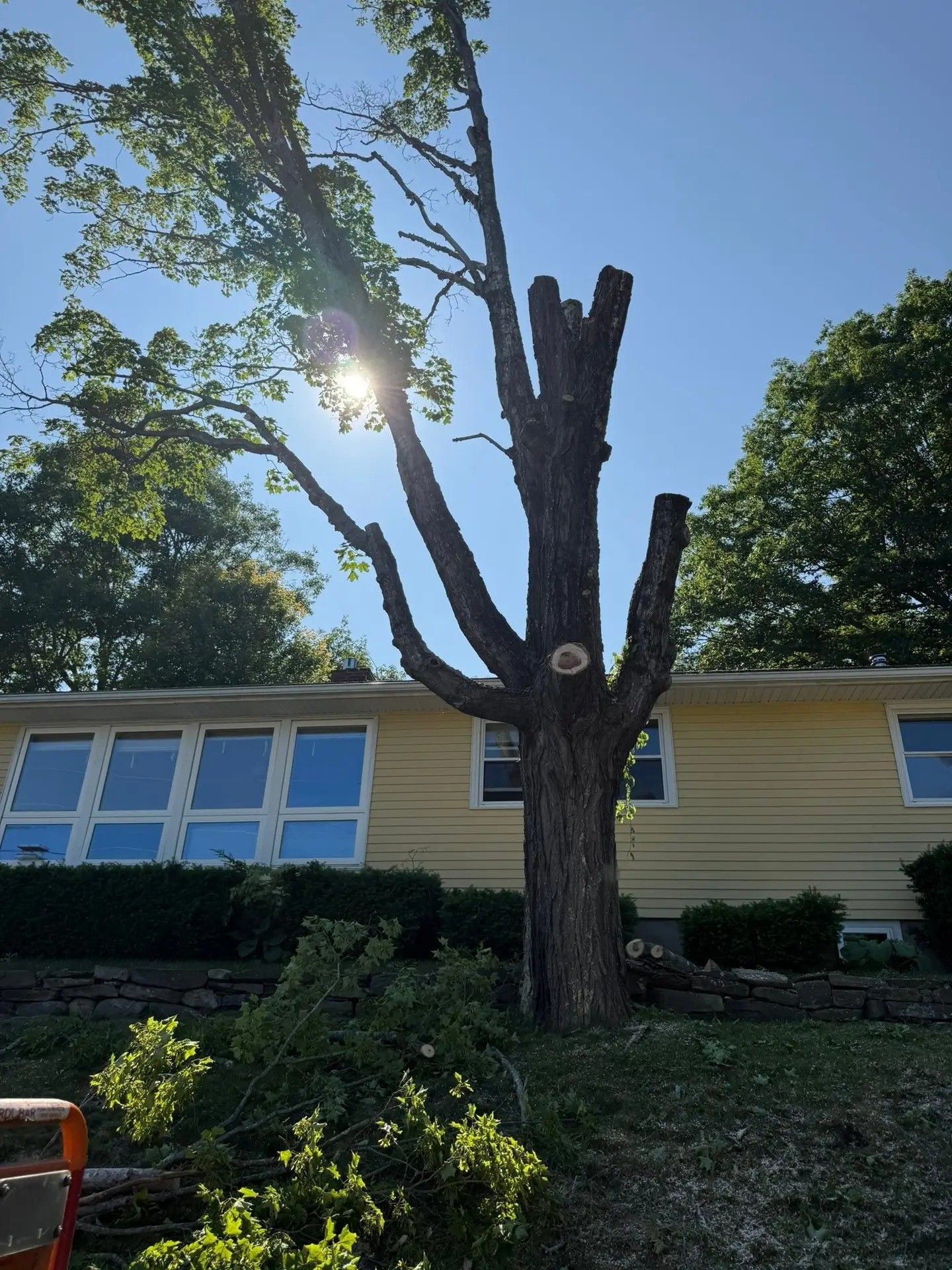 Tree with several large branches partially cut, in front of a yellow house with blue sky.