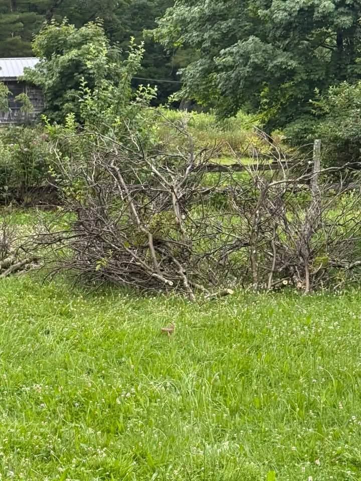 A field of green grass with a rustic wooden fence and bare branches. Trees in the background.