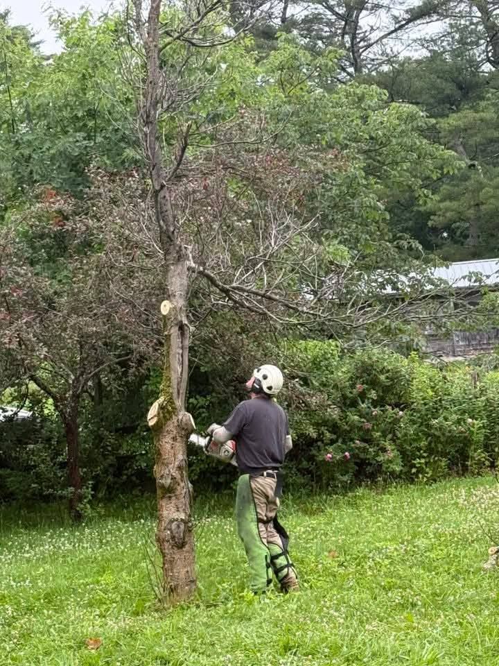 A person with protective gear uses a chainsaw to cut a tree trunk in a grassy outdoor area.