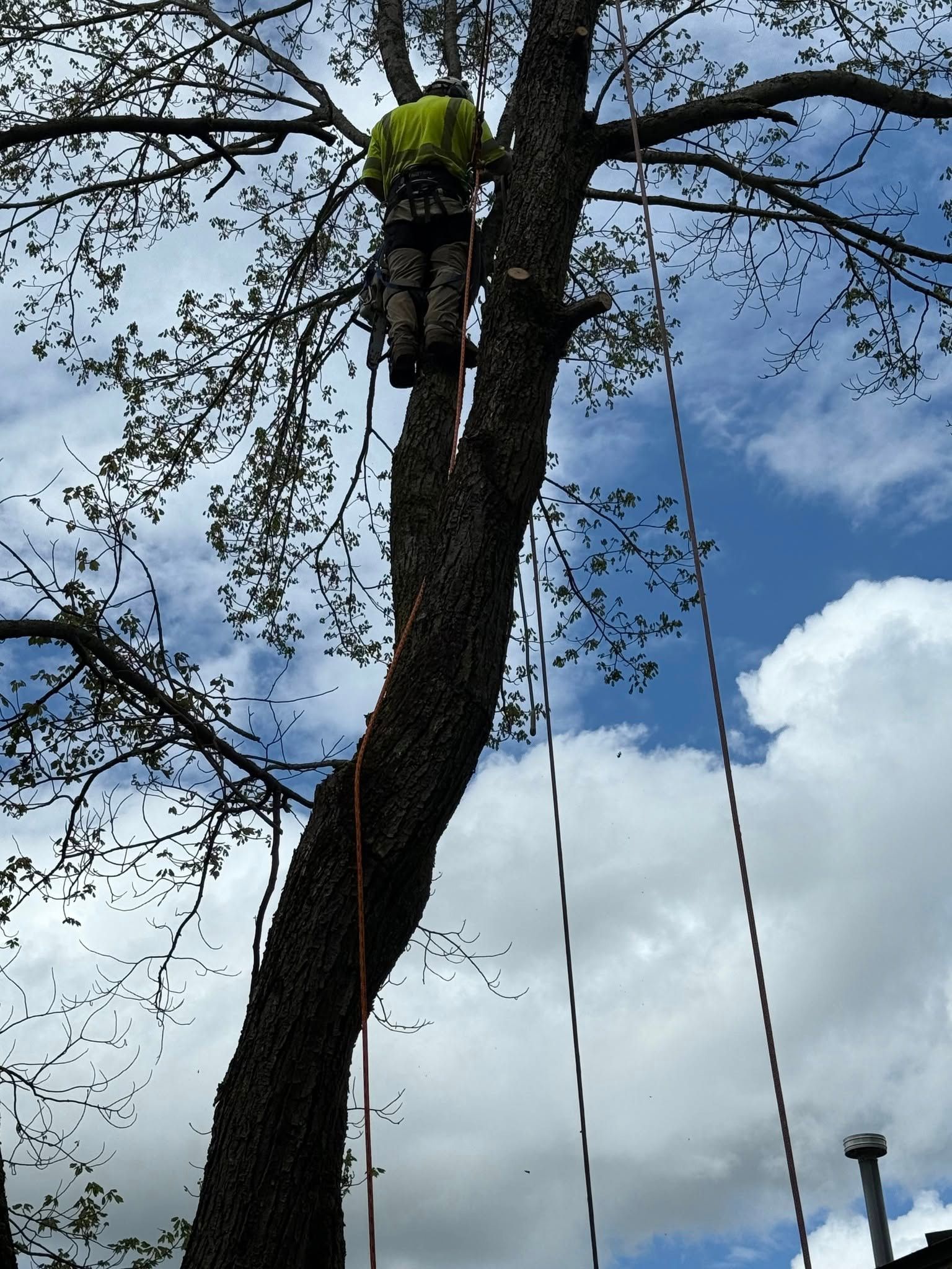 Arborist in a tree, wearing a safety vest and gear, with ropes against a partly cloudy blue sky.