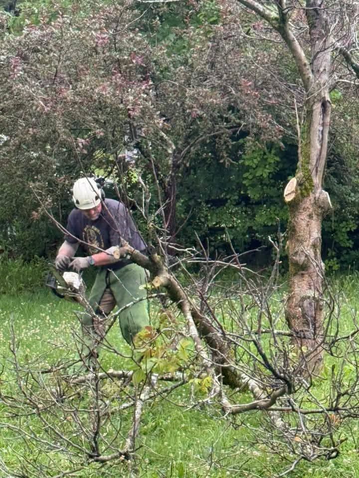 A person in protective gear uses a chainsaw to prune a tree in a grassy area with flowering bushes in the background.