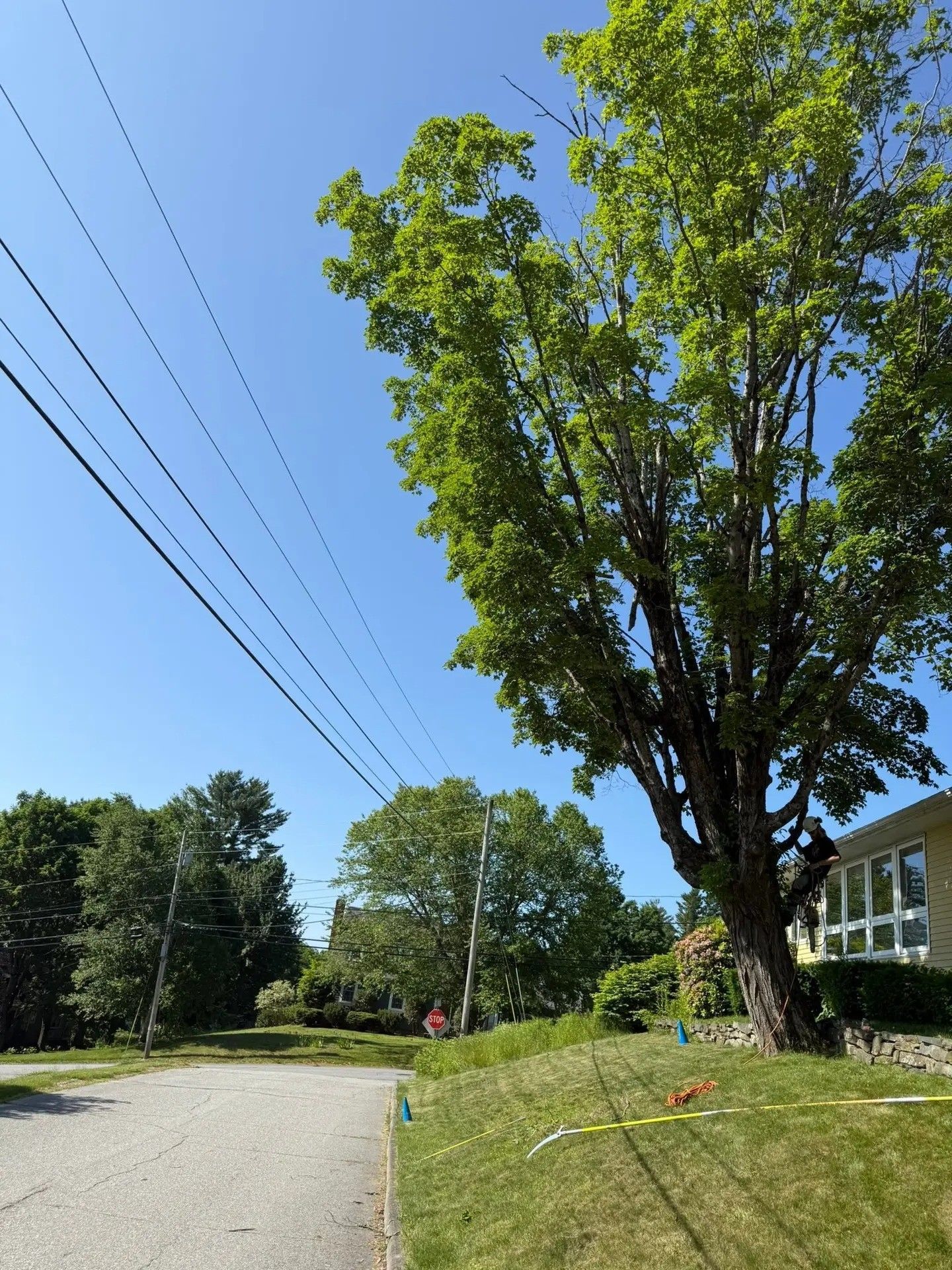 A tree next to a house with power lines overhead on a sunny day.