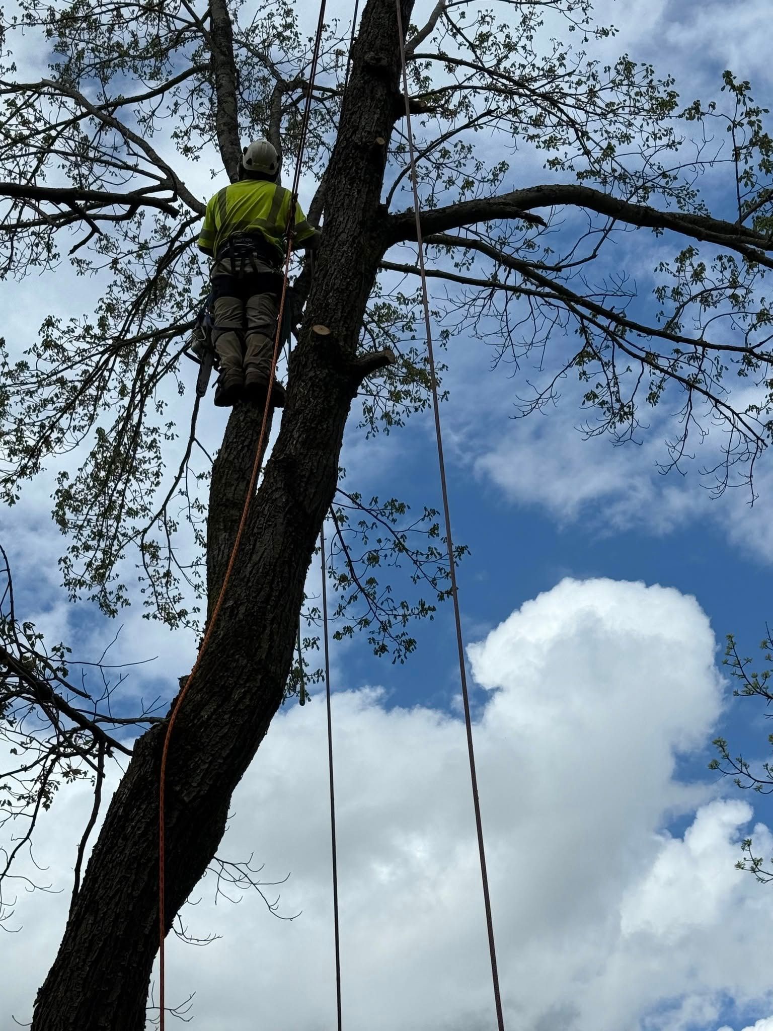 Arborist in a tree, wearing a safety harness, with ropes and a blue sky with clouds in the background.