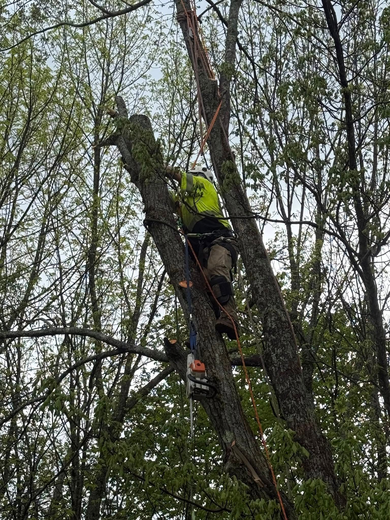Arborist in a tree, cutting a branch with a chainsaw, wearing safety gear.