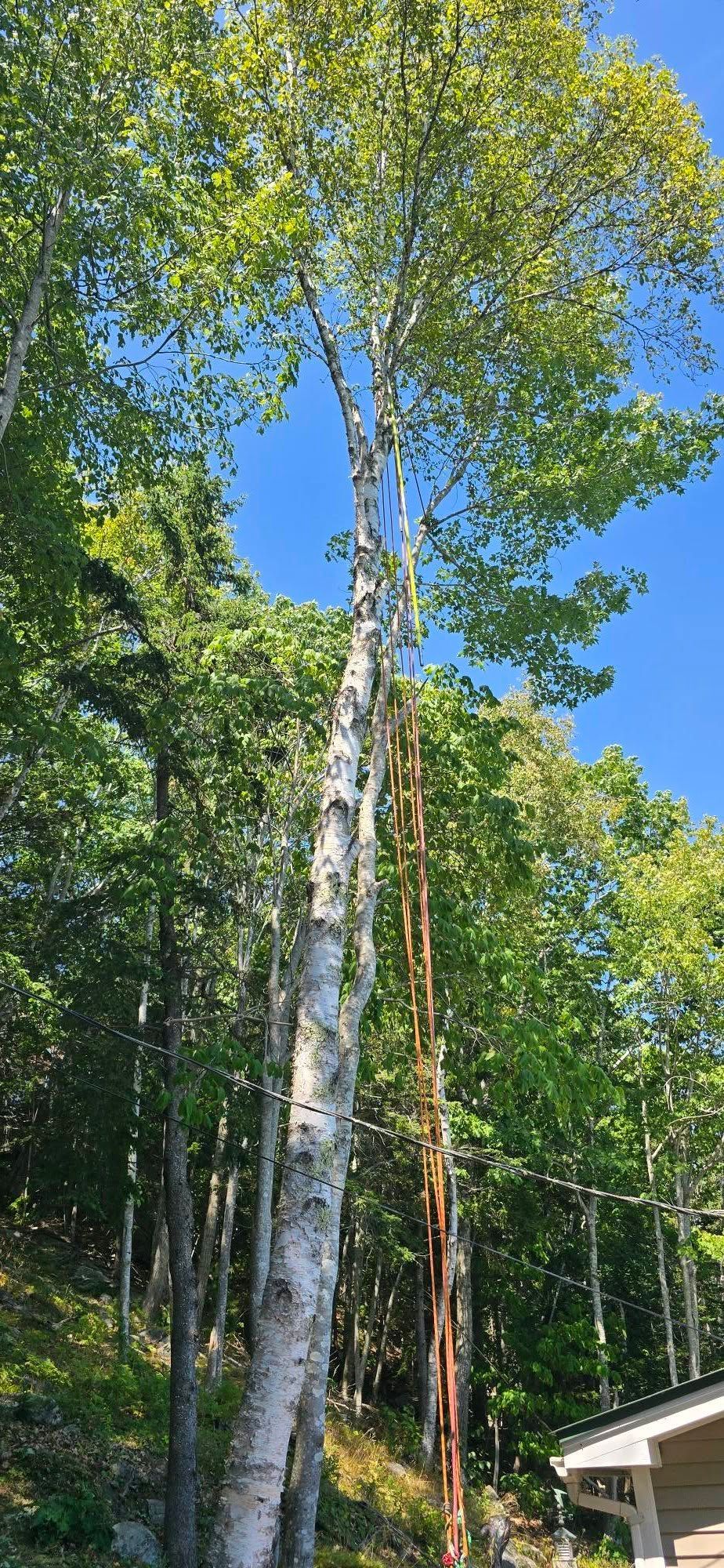 Tall birch tree with white bark against a blue sky, surrounded by green foliage.