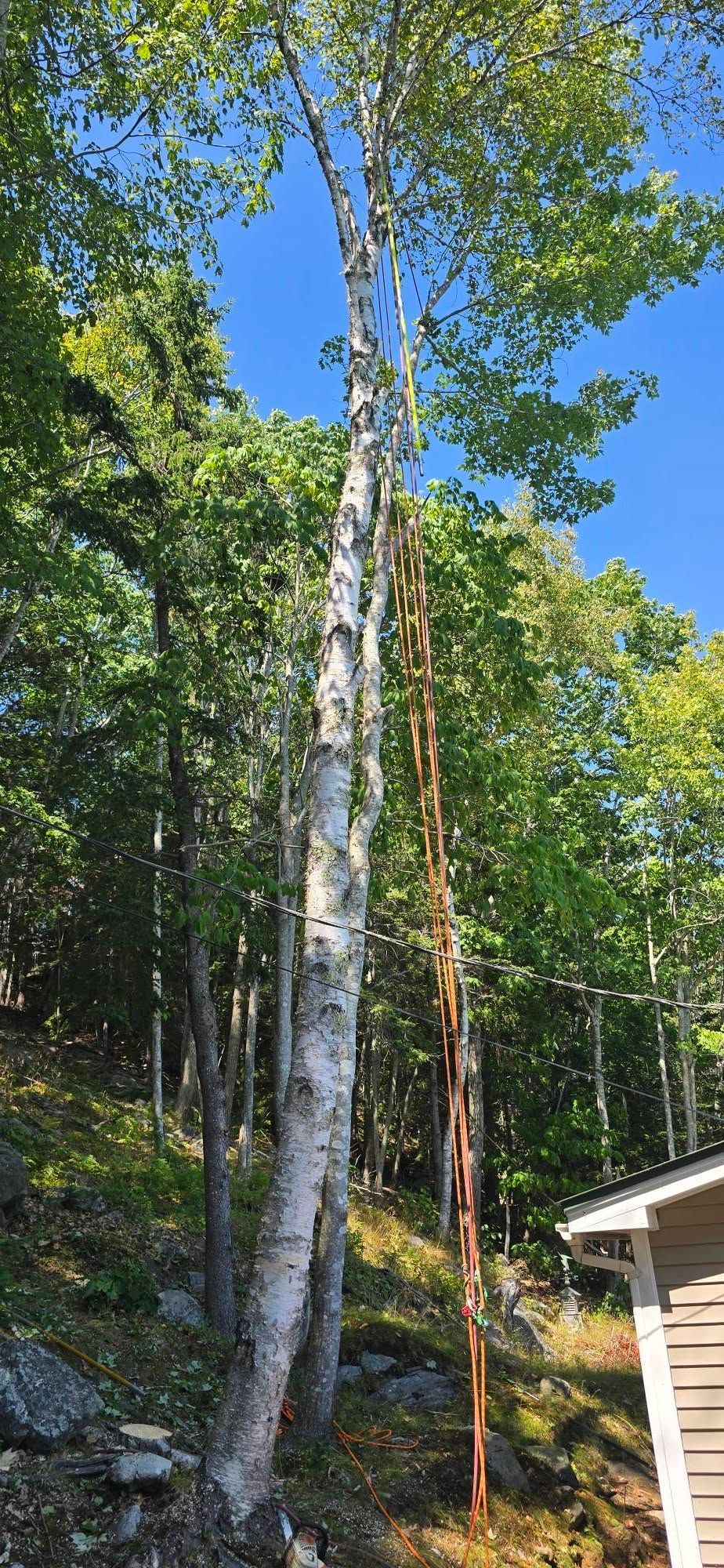 Tall birch tree with white and black bark stands amongst green trees under a clear blue sky.