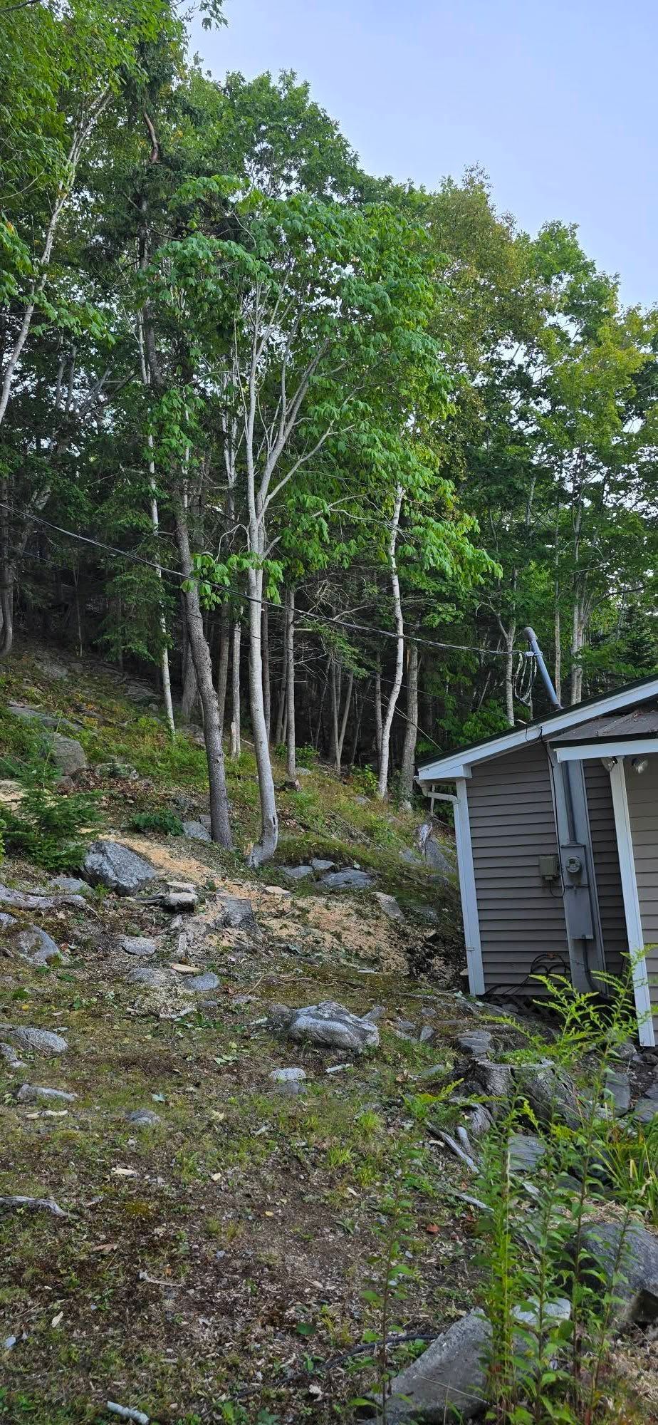 Hillside with trees and a small wooden building on the right side.
