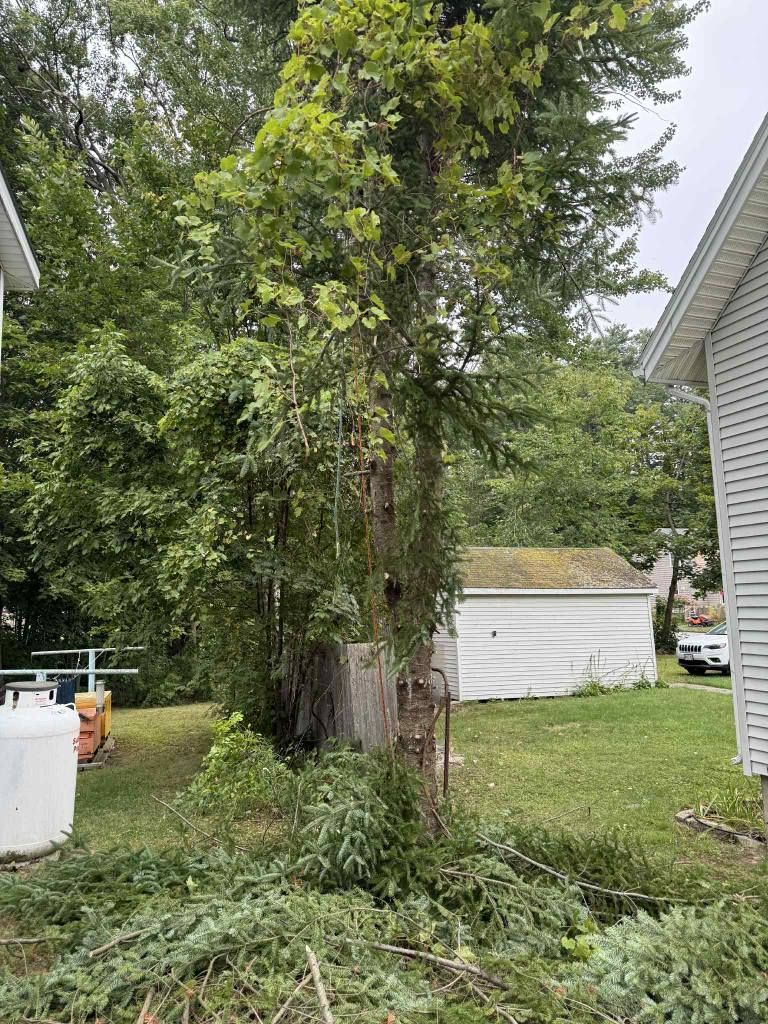 Tall tree growing between two white houses; grassy lawn, propane tank on the left, and a white building in the background.