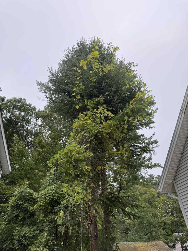 Tall tree with green and yellow foliage, surrounded by other trees, under a cloudy sky.