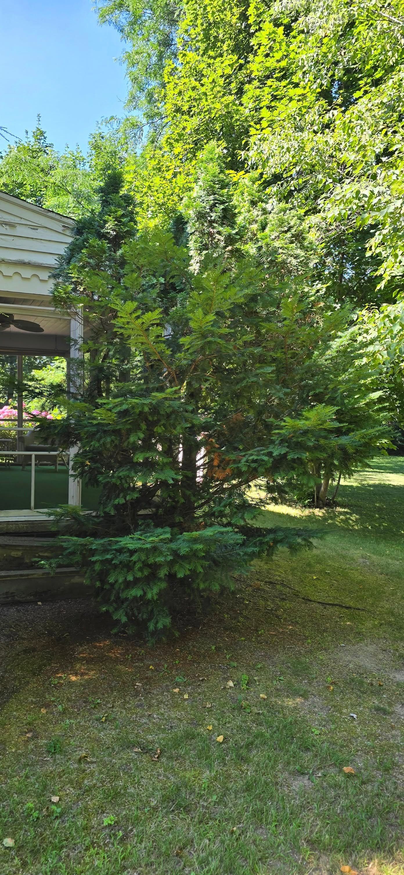 A small, green tree in front of a white roofed structure on a sunny day.