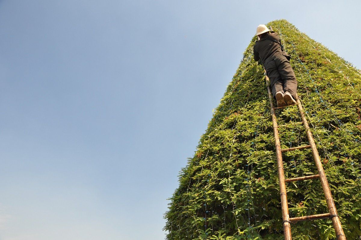 Tree trimming – Chesapeake, VA – Absolute Tree Surgeons