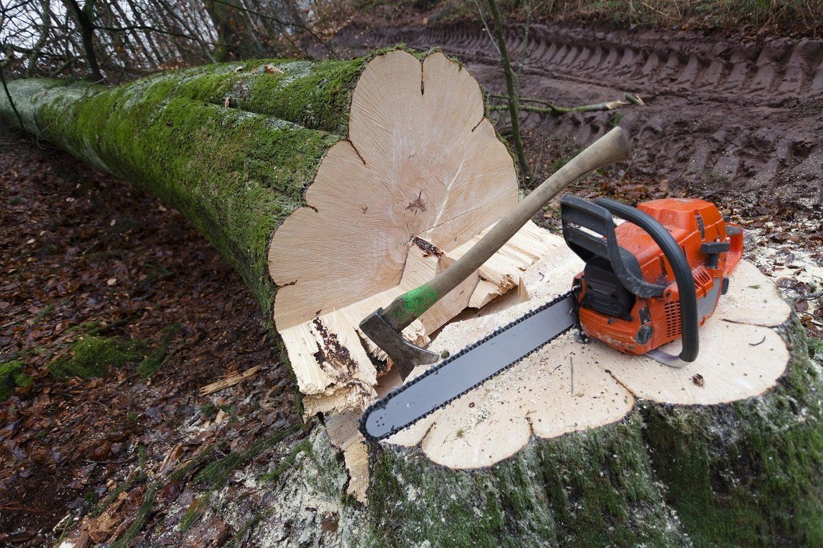 Tree removal – Chesapeake, VA – Absolute Tree Surgeons