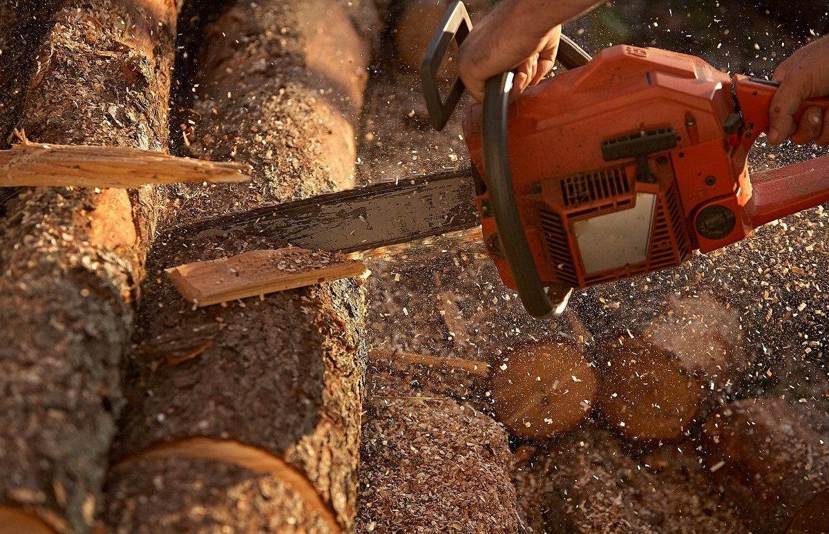 Cutting tree using chain saw – Chesapeake, VA – Absolute Tree Surgeons