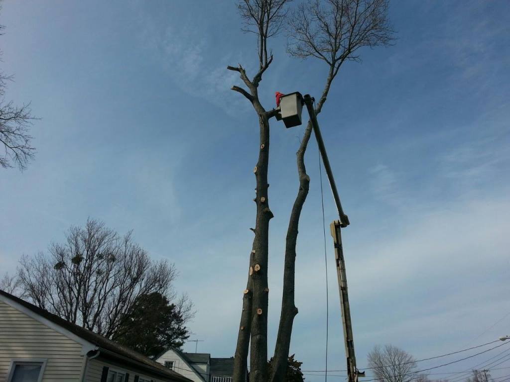 A man in a bucket is cutting down a tree