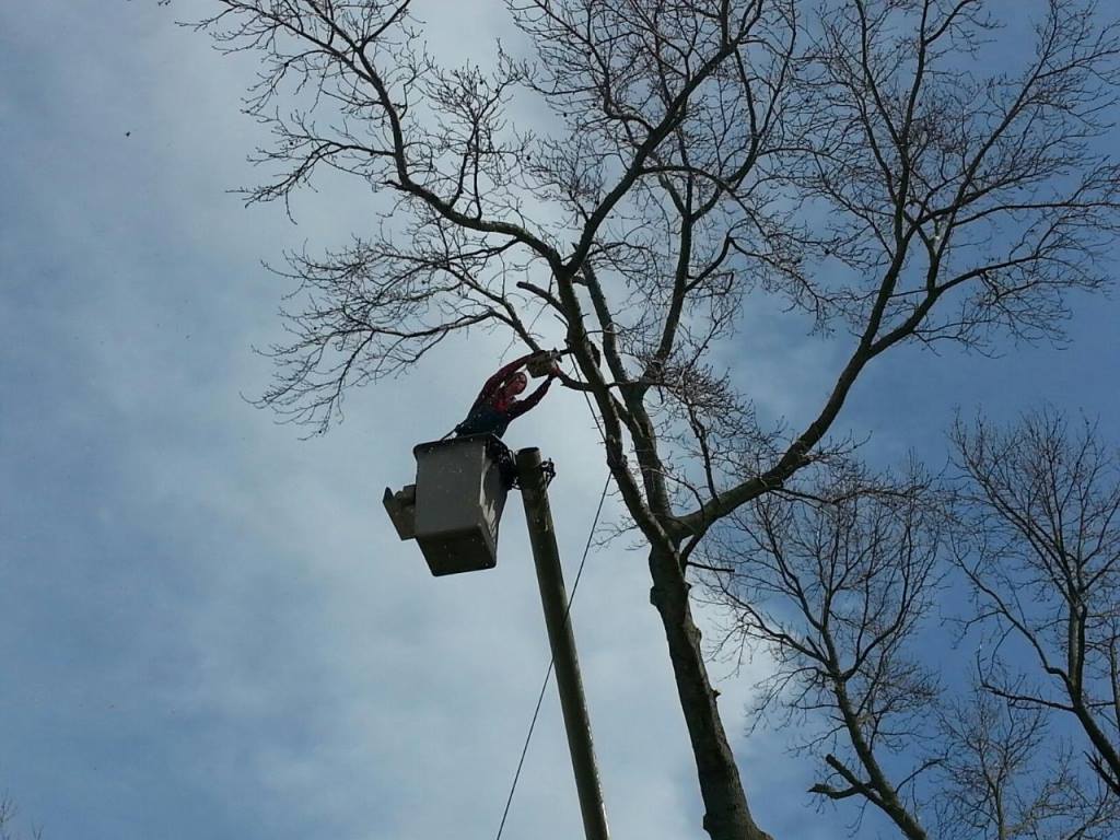 A man in a bucket is cutting a tree