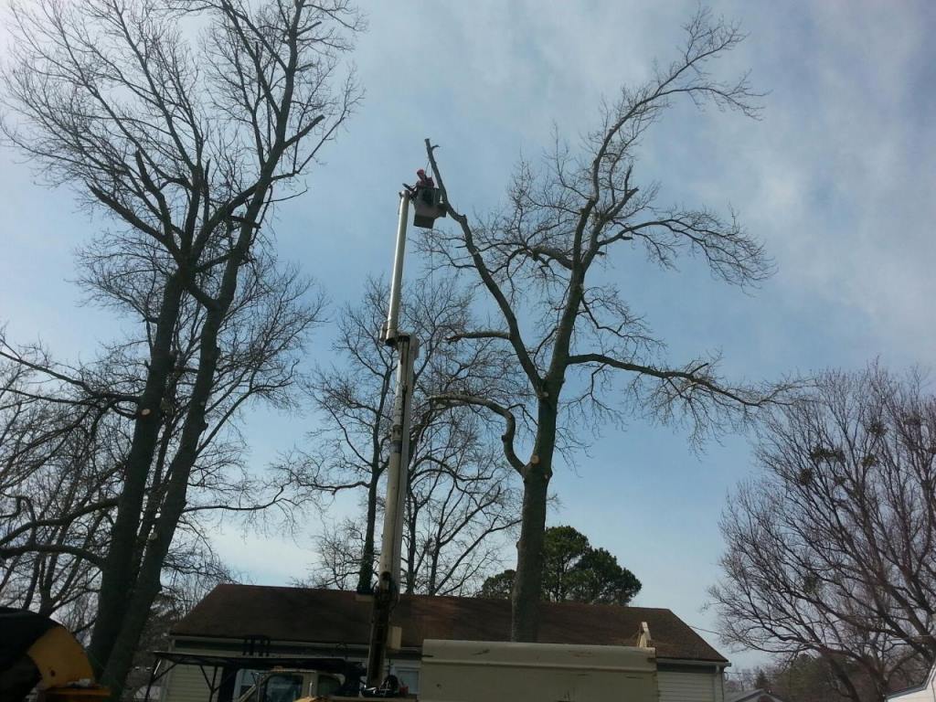 A bucket truck is cutting a tree in front of a house