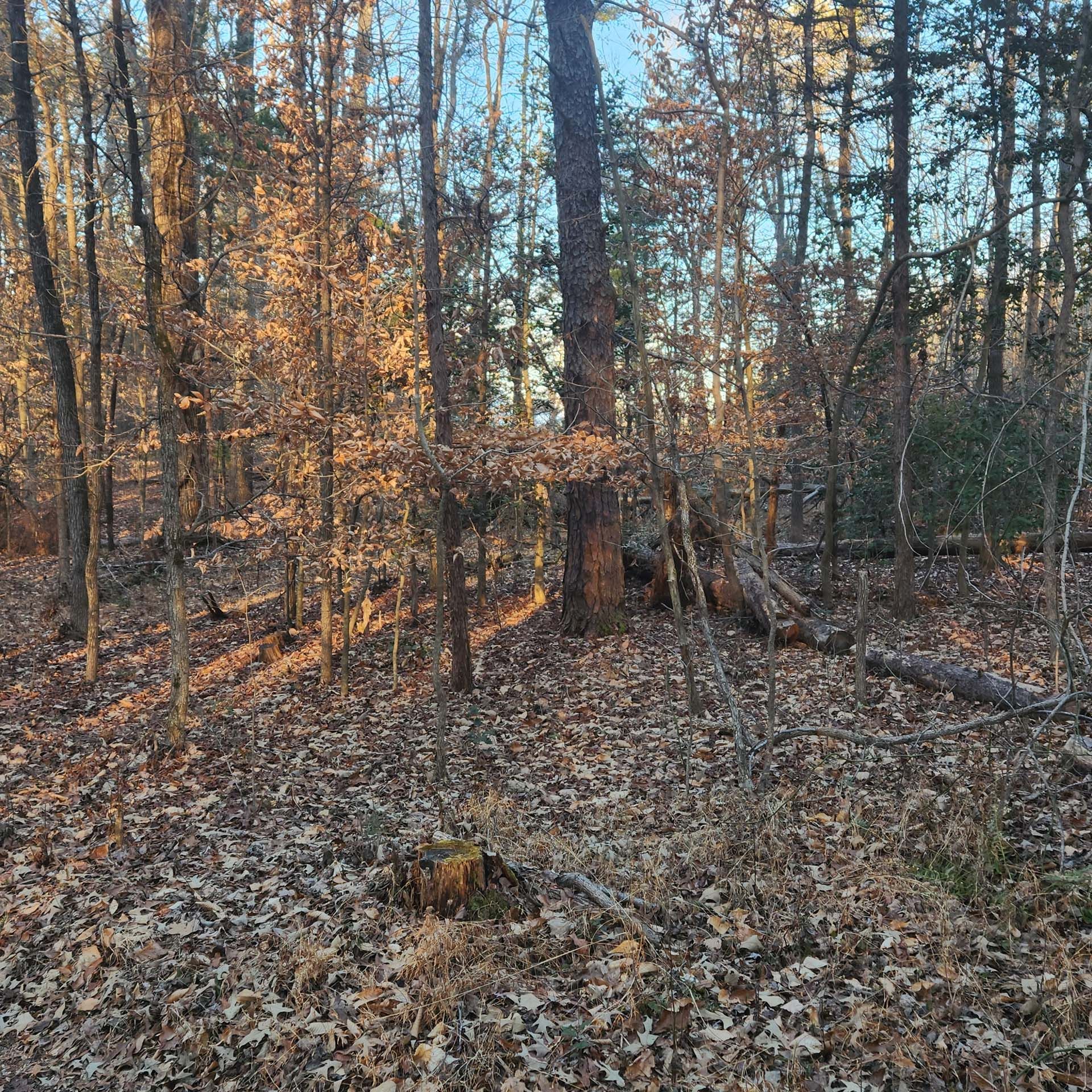 A forest with trees and leaves on the ground
