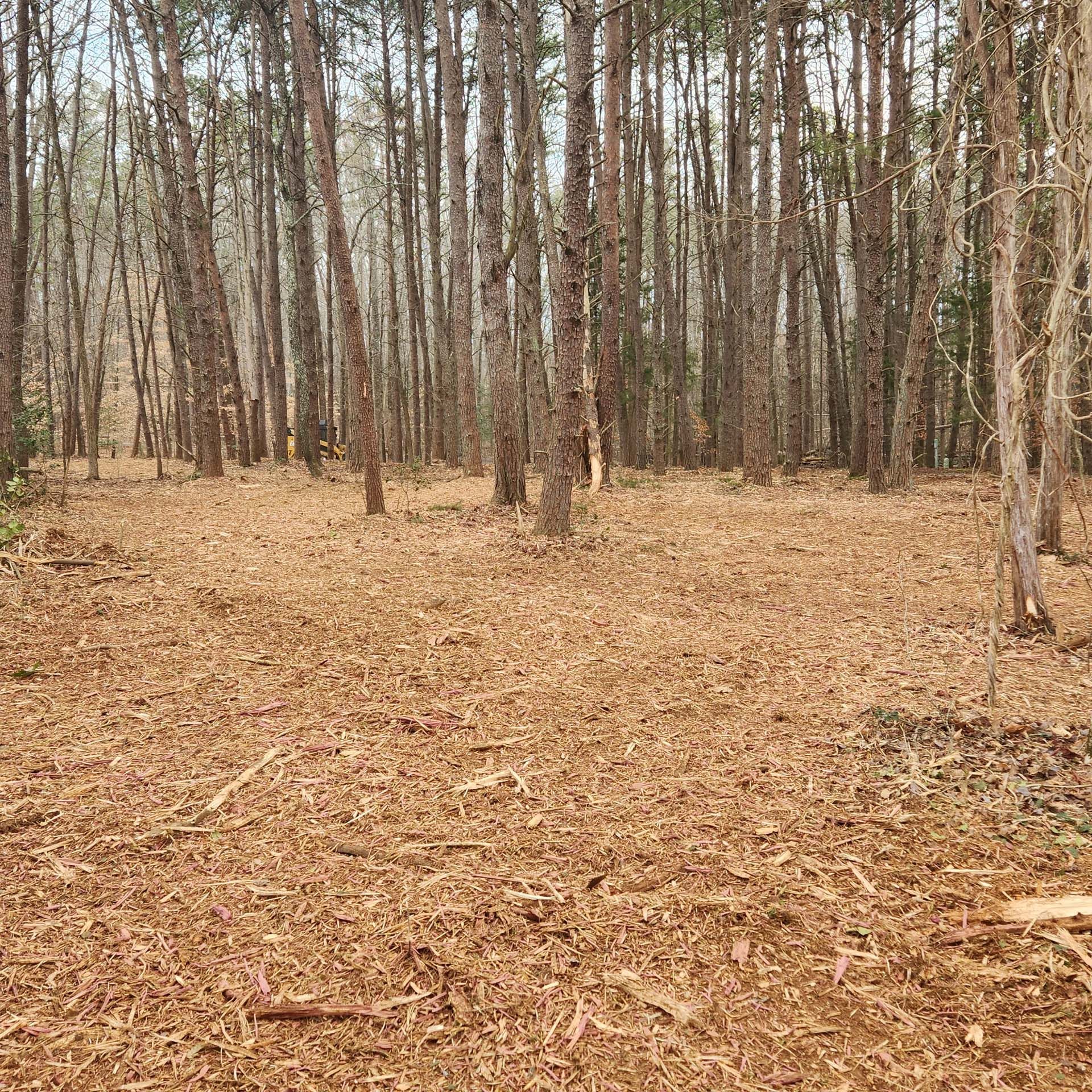 There is a lot of wood chips in the middle of the forest.