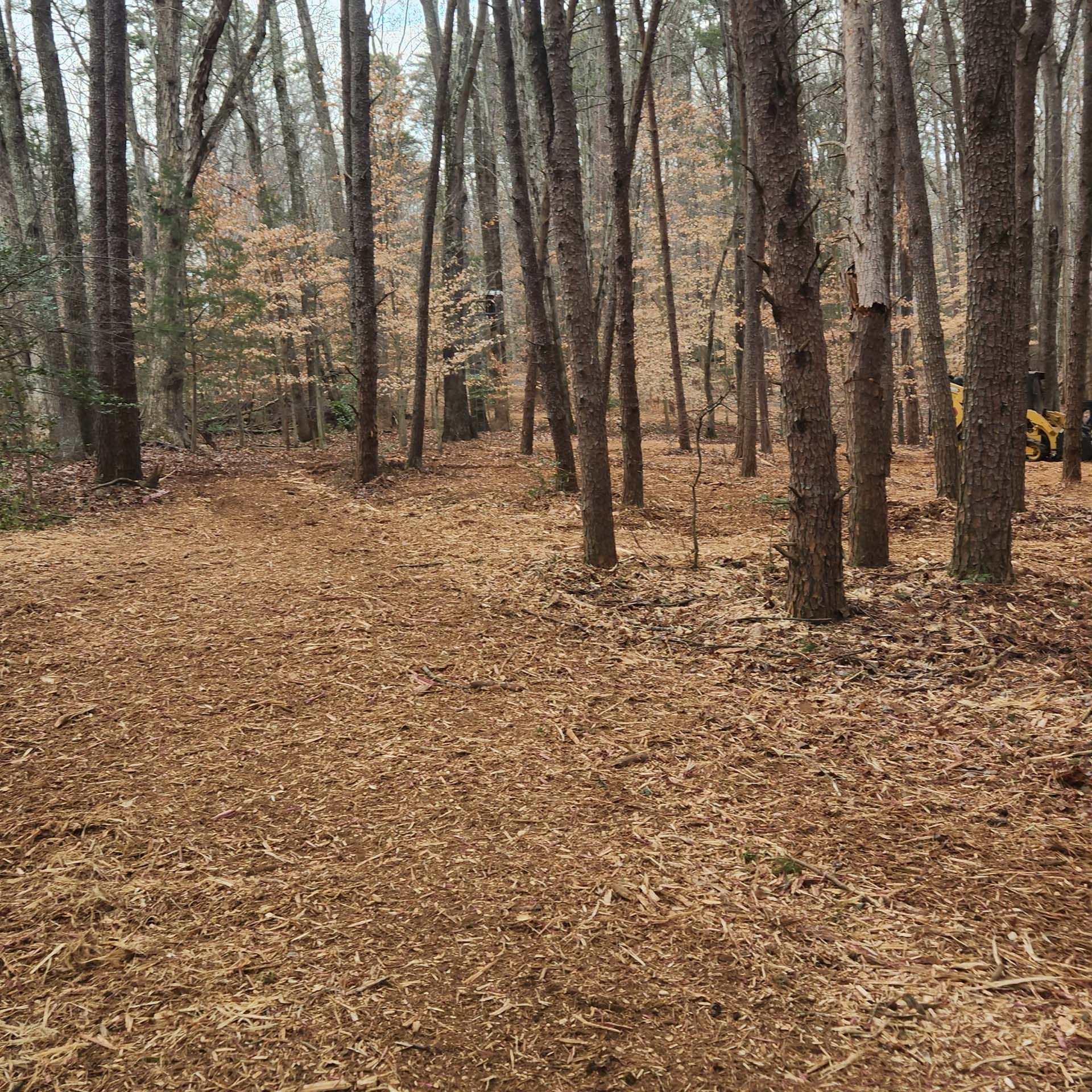 There is a lot of leaves on the ground in the woods.