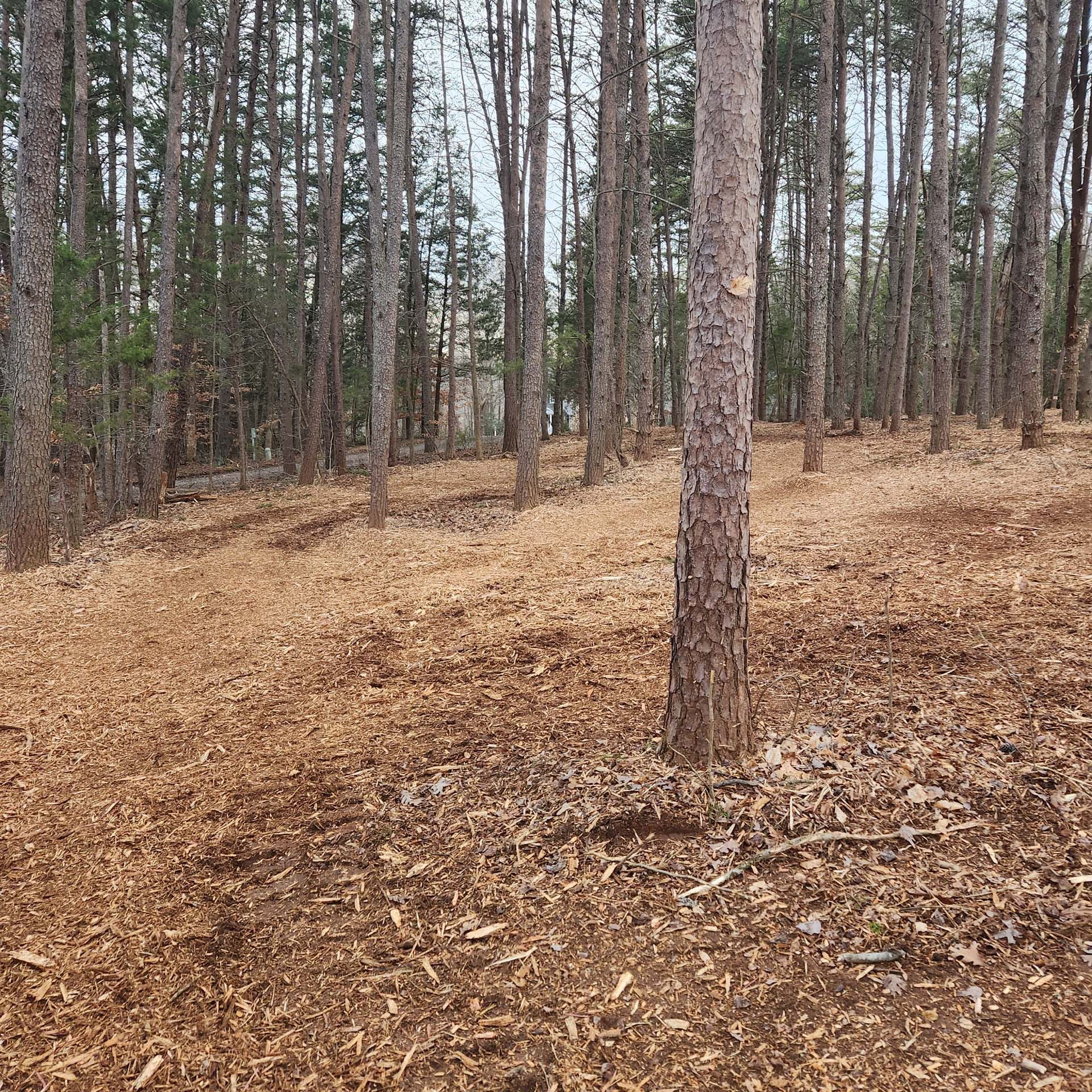 There is a lot of wood chips in the middle of the forest.