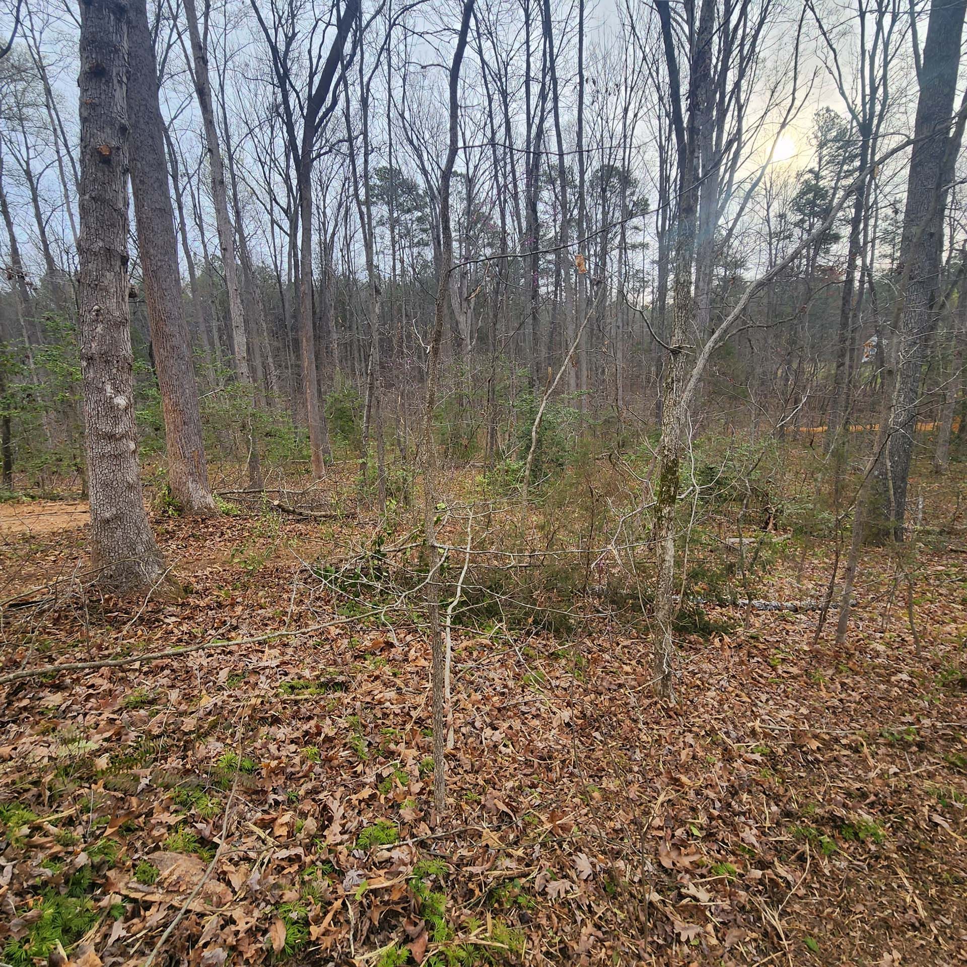 There is a lot of leaves on the ground in the woods.