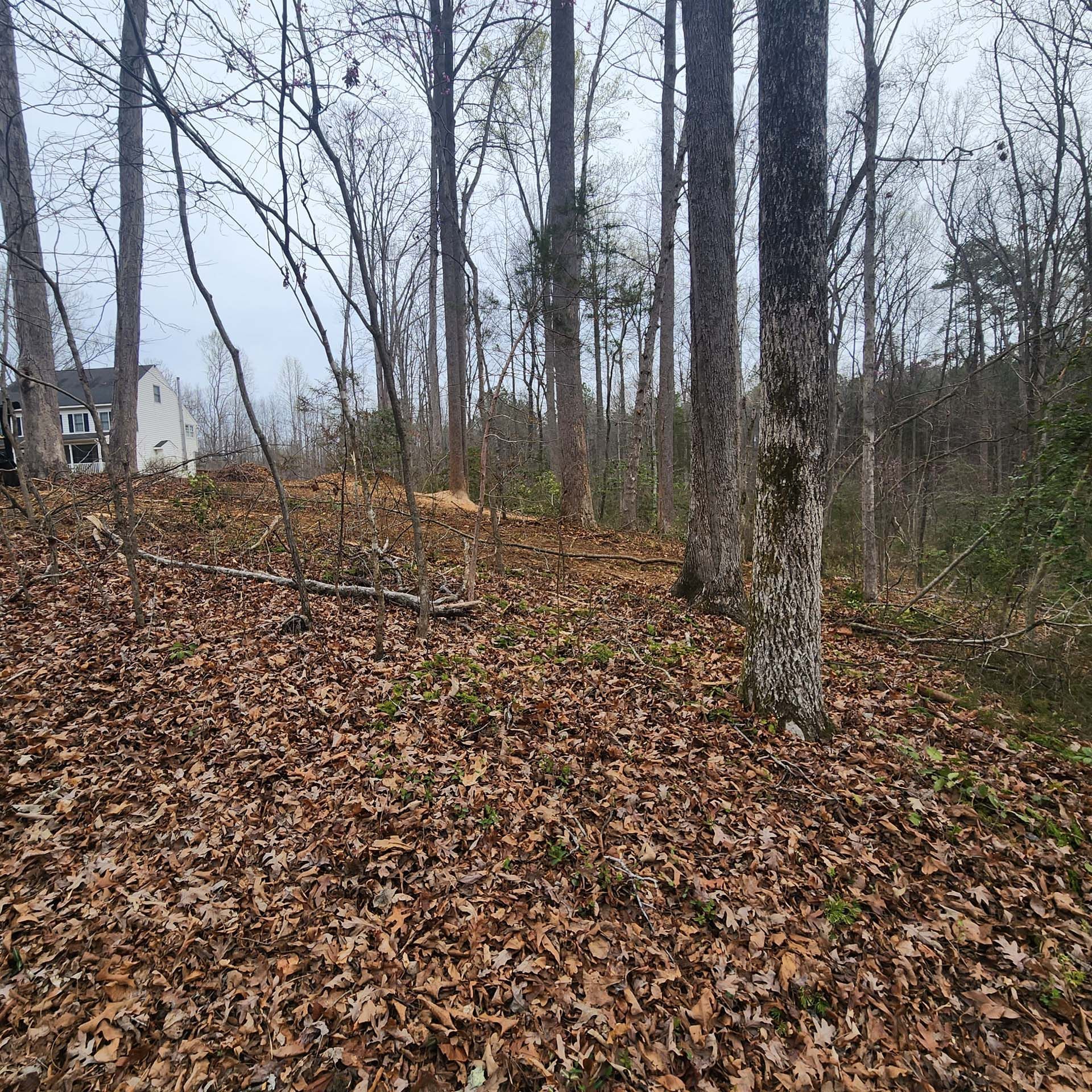 There is a lot of leaves on the ground in the woods.