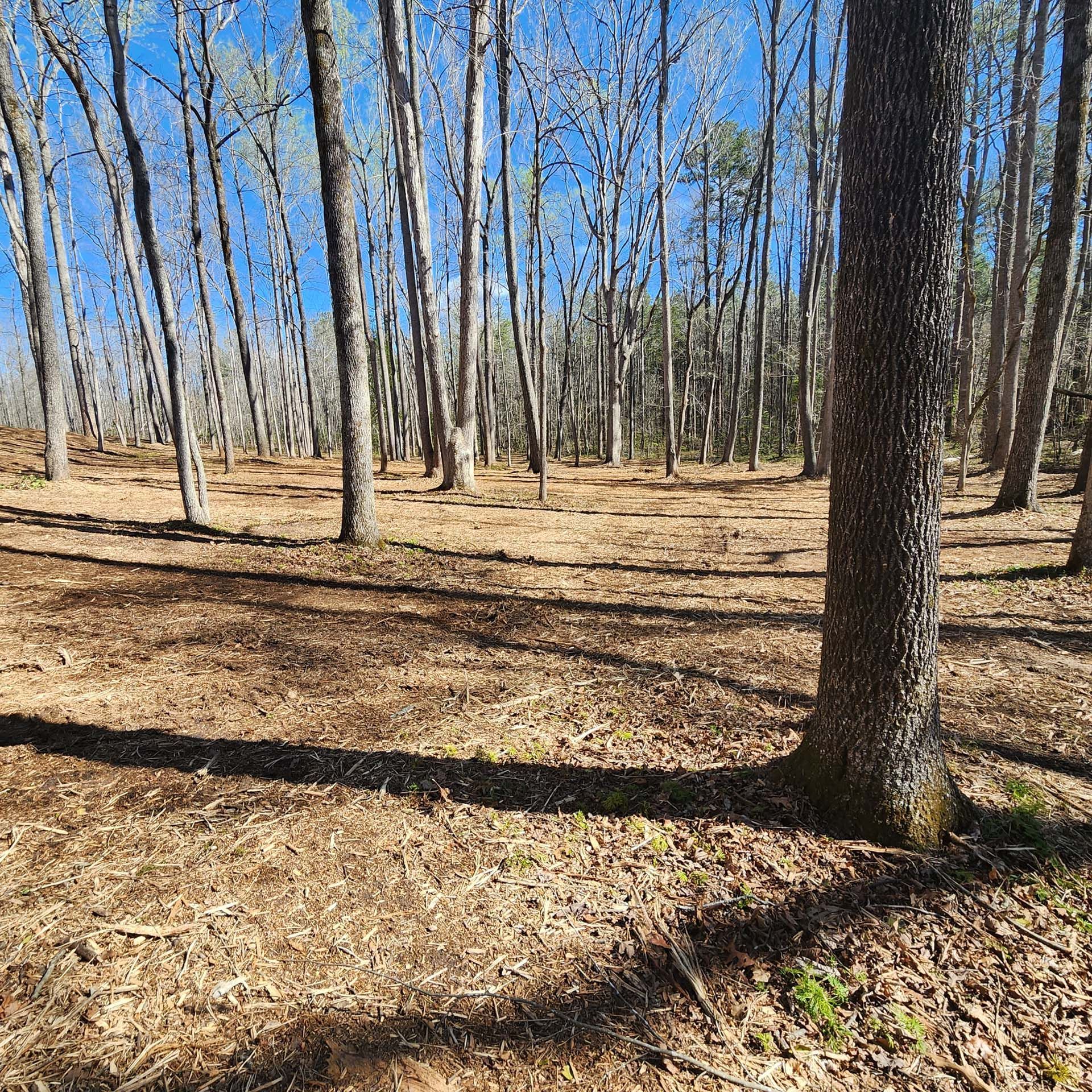 A lush green forest with trees without leaves on a sunny day.