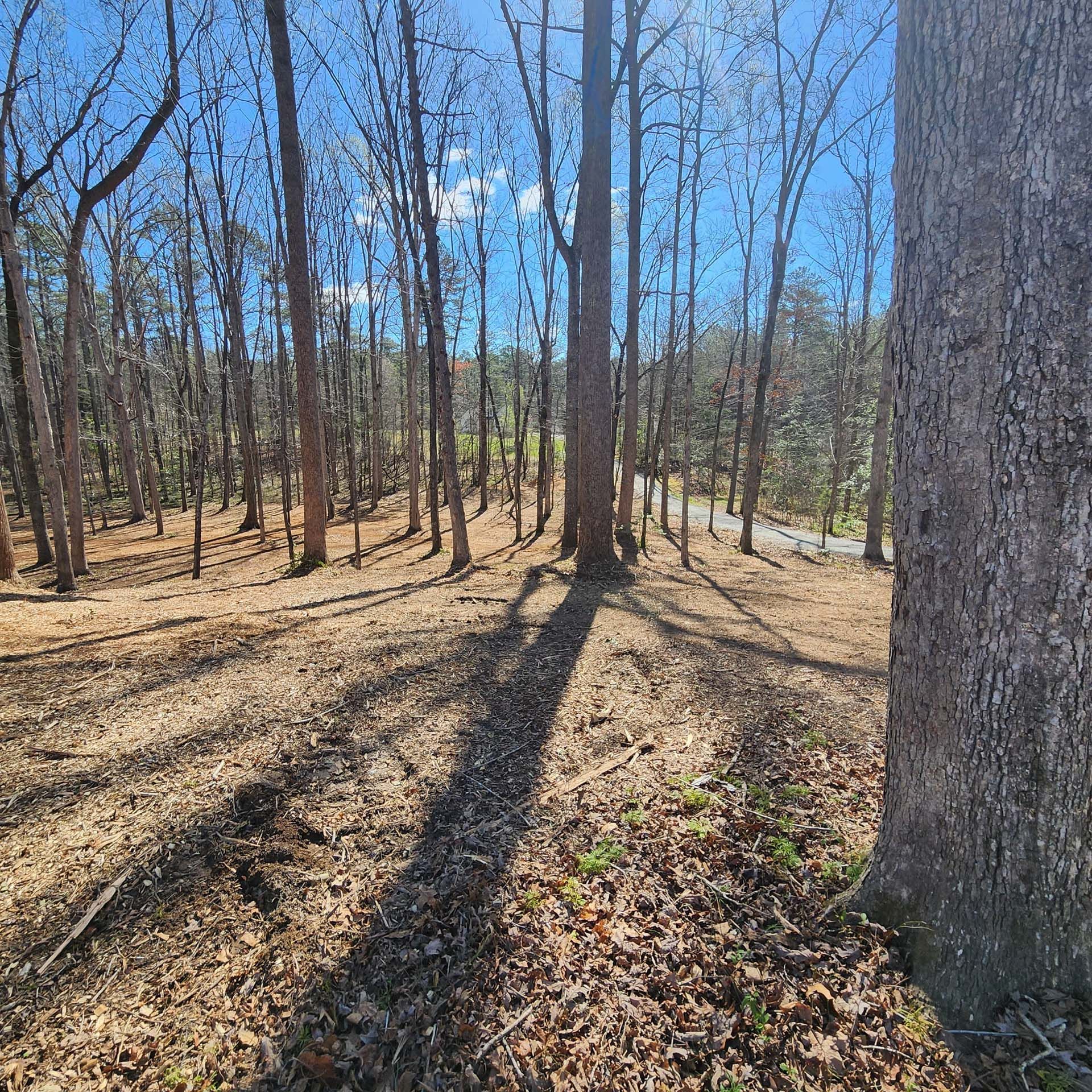 A shadow of a tree is cast on the ground in a forest.