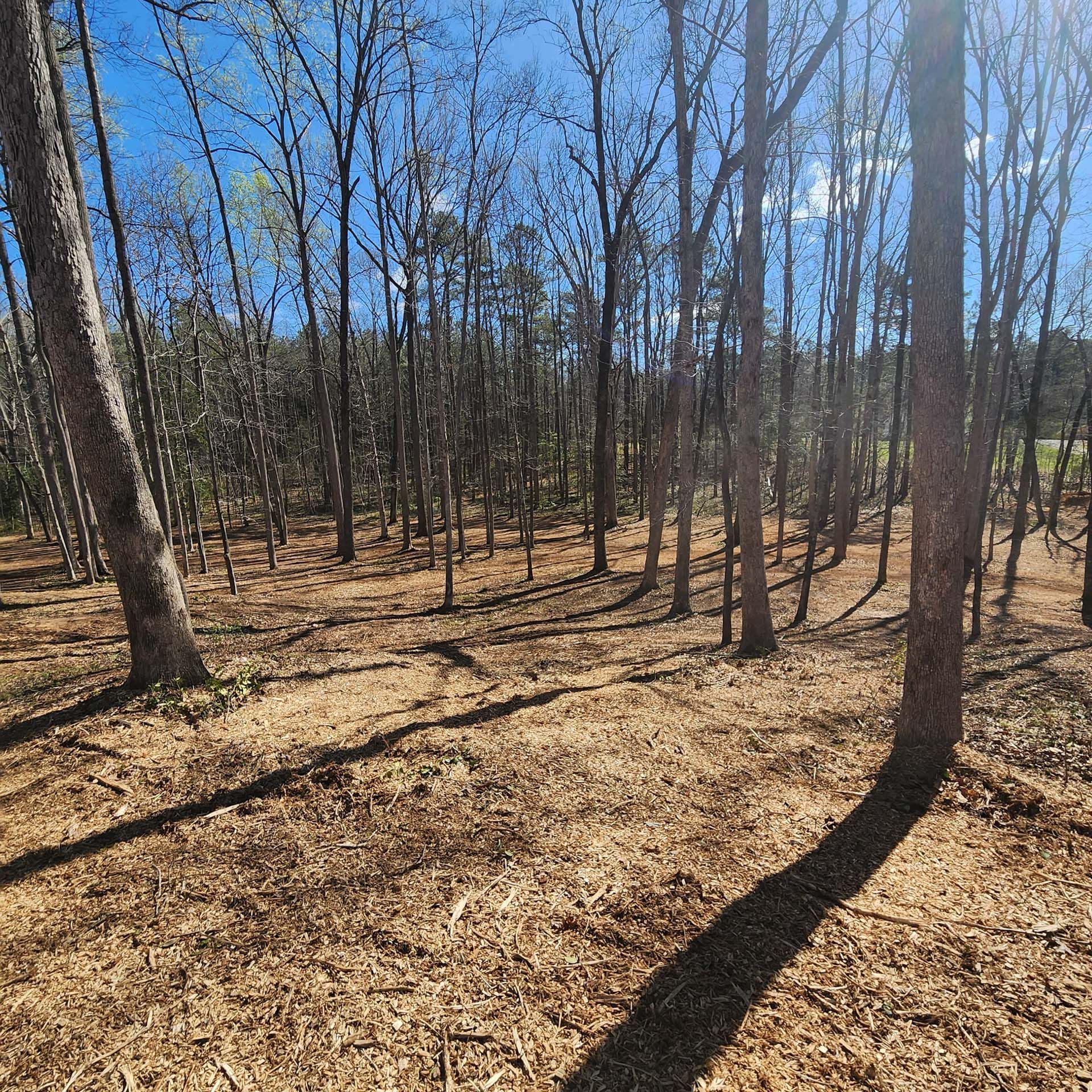 The sun is shining through the trees in the woods
