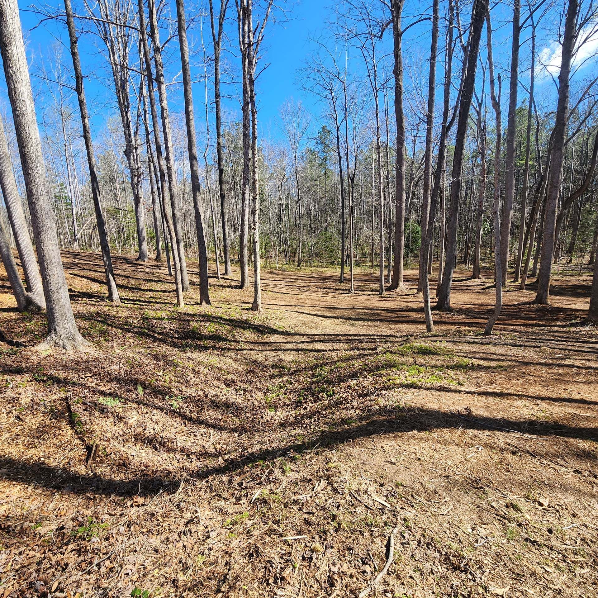 A lush green forest with trees without leaves on a sunny day
