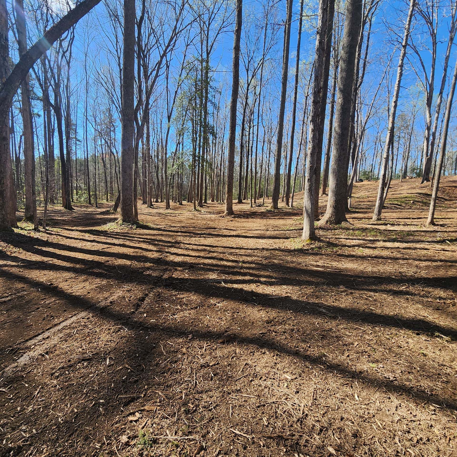 A forest with trees without leaves and shadows on the ground