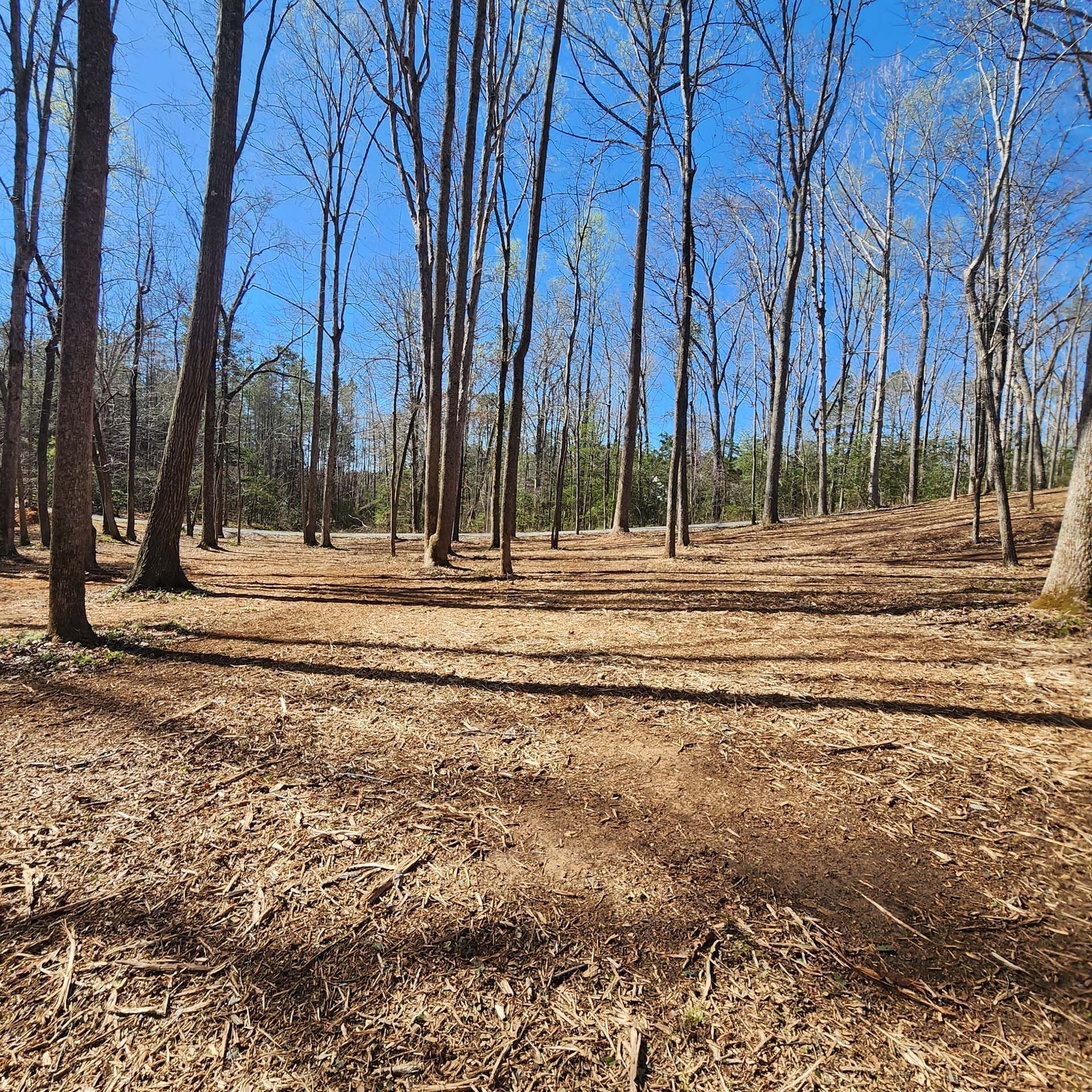 A lush green forest with trees without leaves on a sunny day