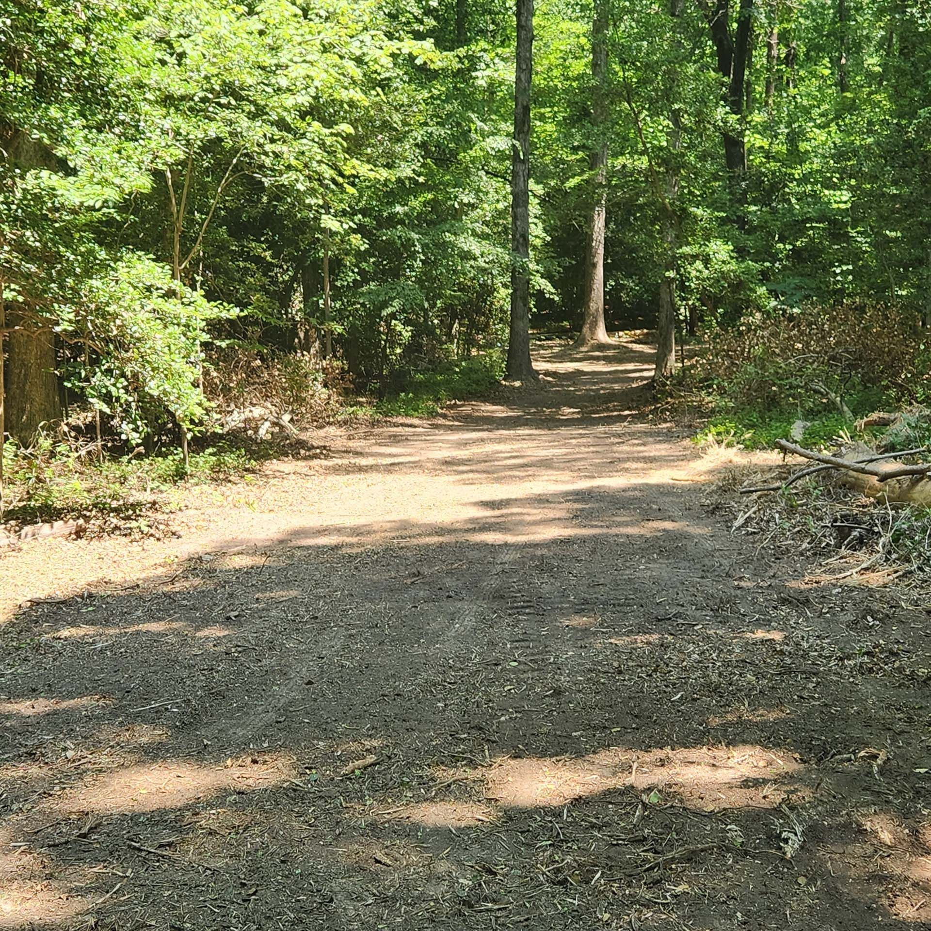 A dirt road in the middle of a forest with trees on both sides.