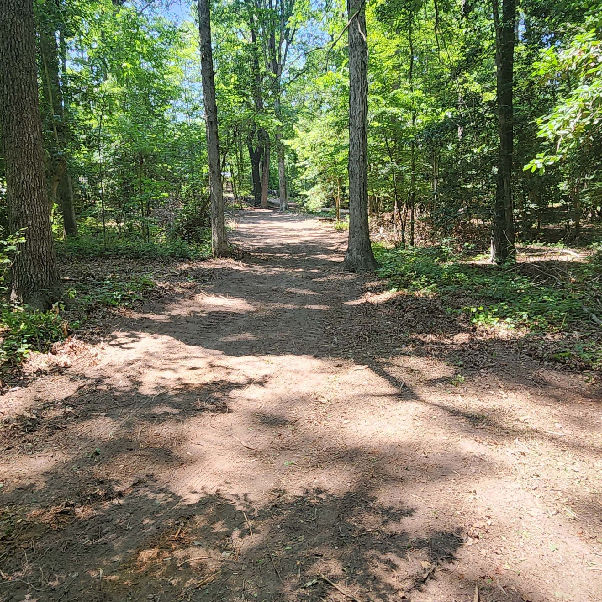 A dirt road in the middle of a forest with trees on both sides.