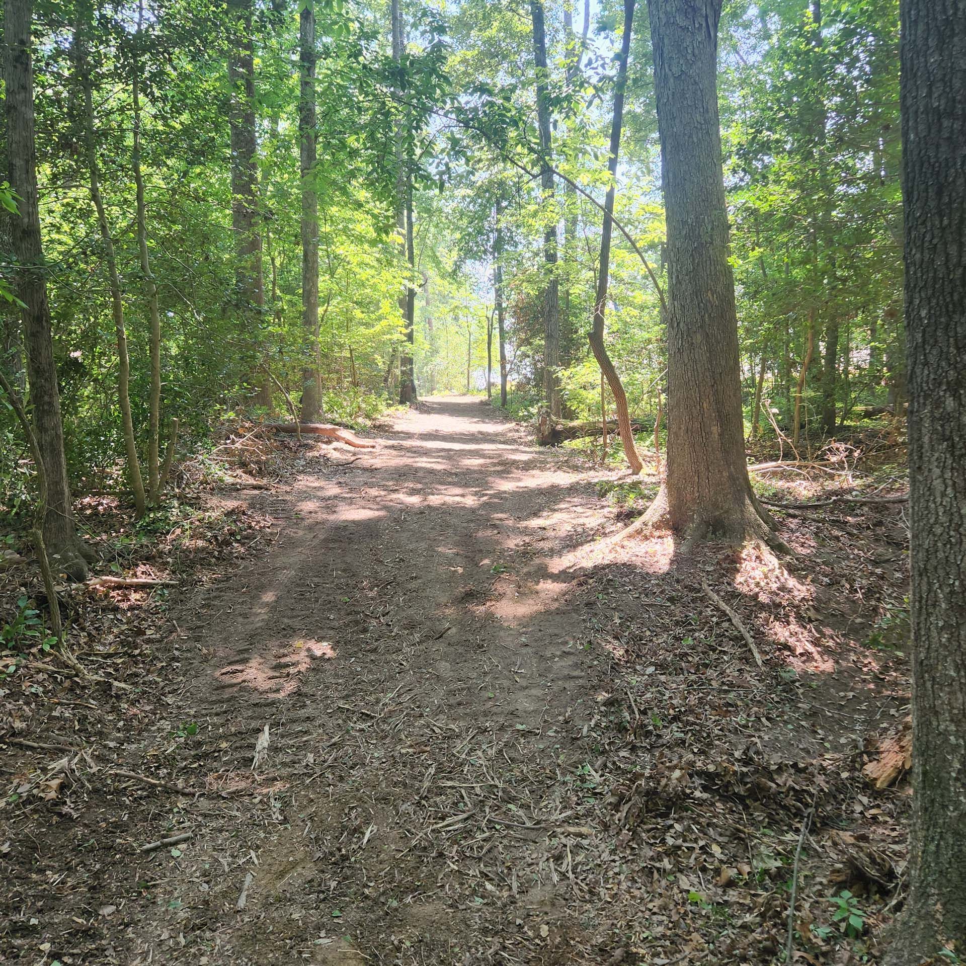 A dirt path in the middle of a forest surrounded by trees.