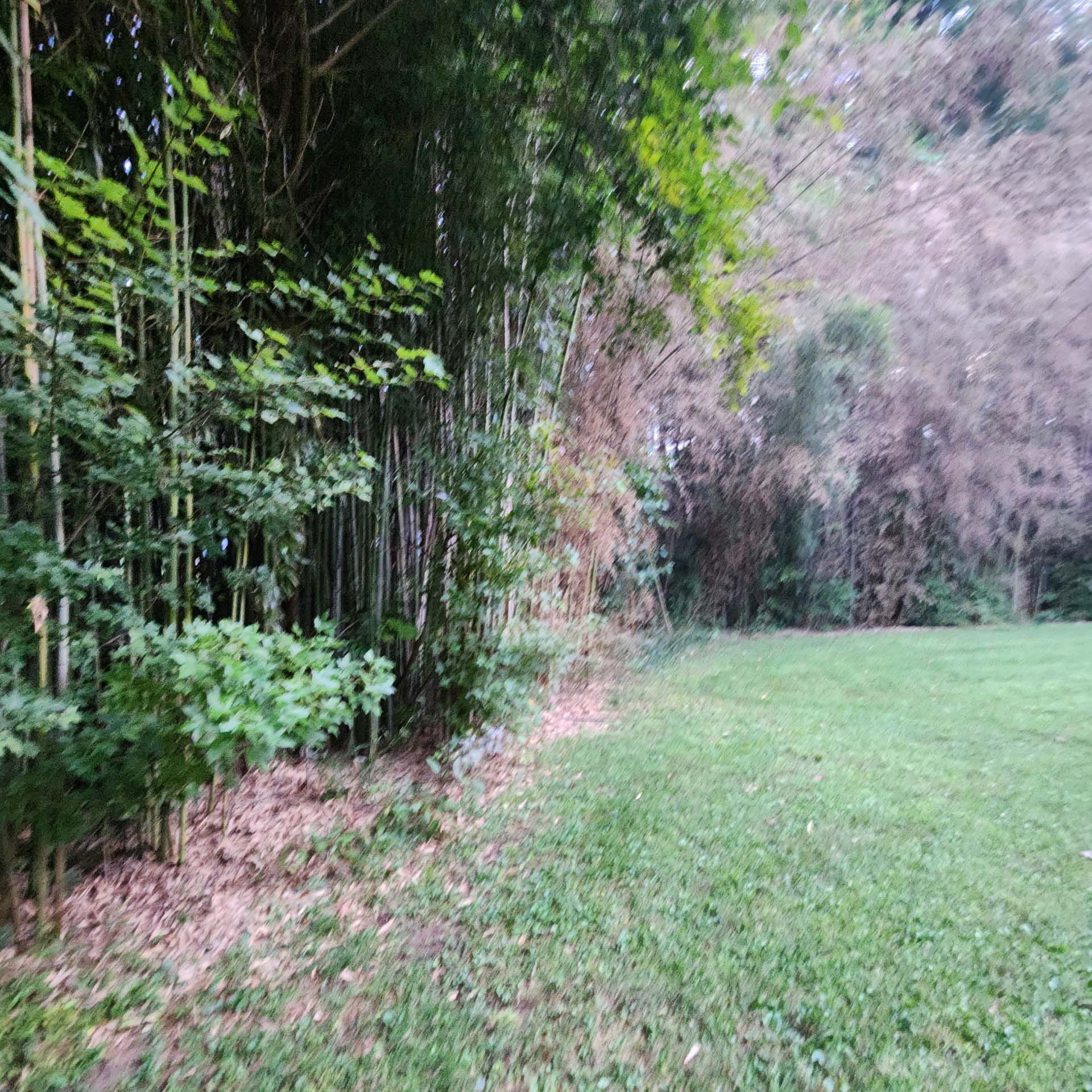A lush green field with trees in the background and a fence in the foreground.